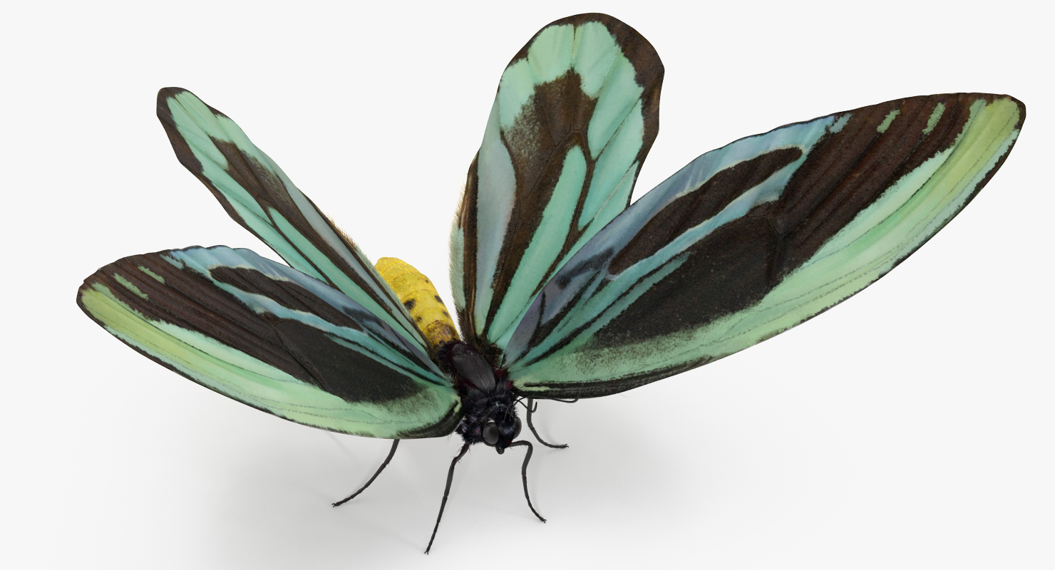 Queen Alexandras Birdwing Butterfly with Fur 3D model