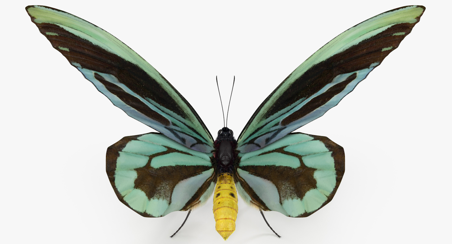 Queen Alexandras Birdwing Butterfly with Fur 3D model