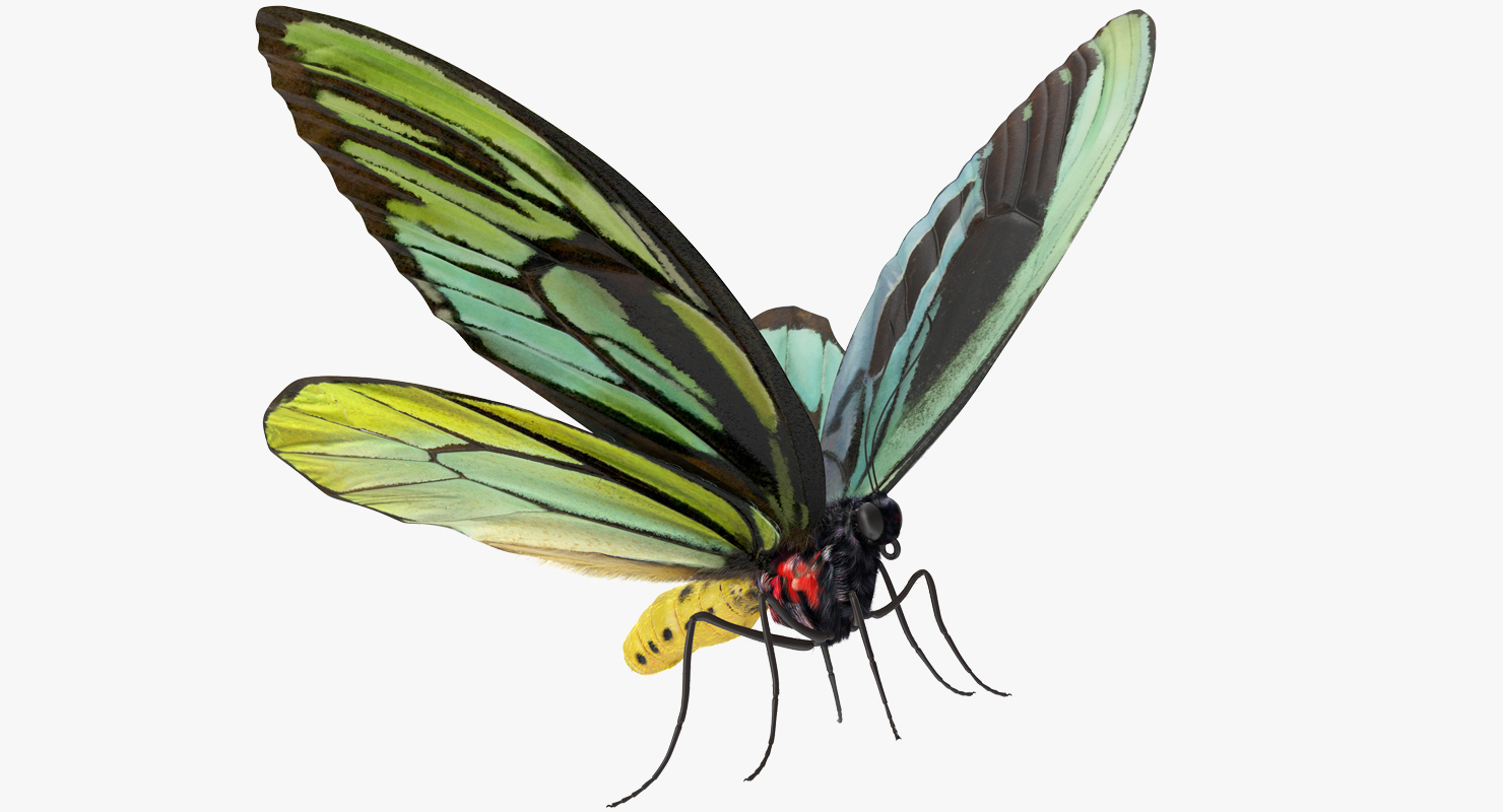 Queen Alexandras Birdwing Butterfly with Fur 3D model