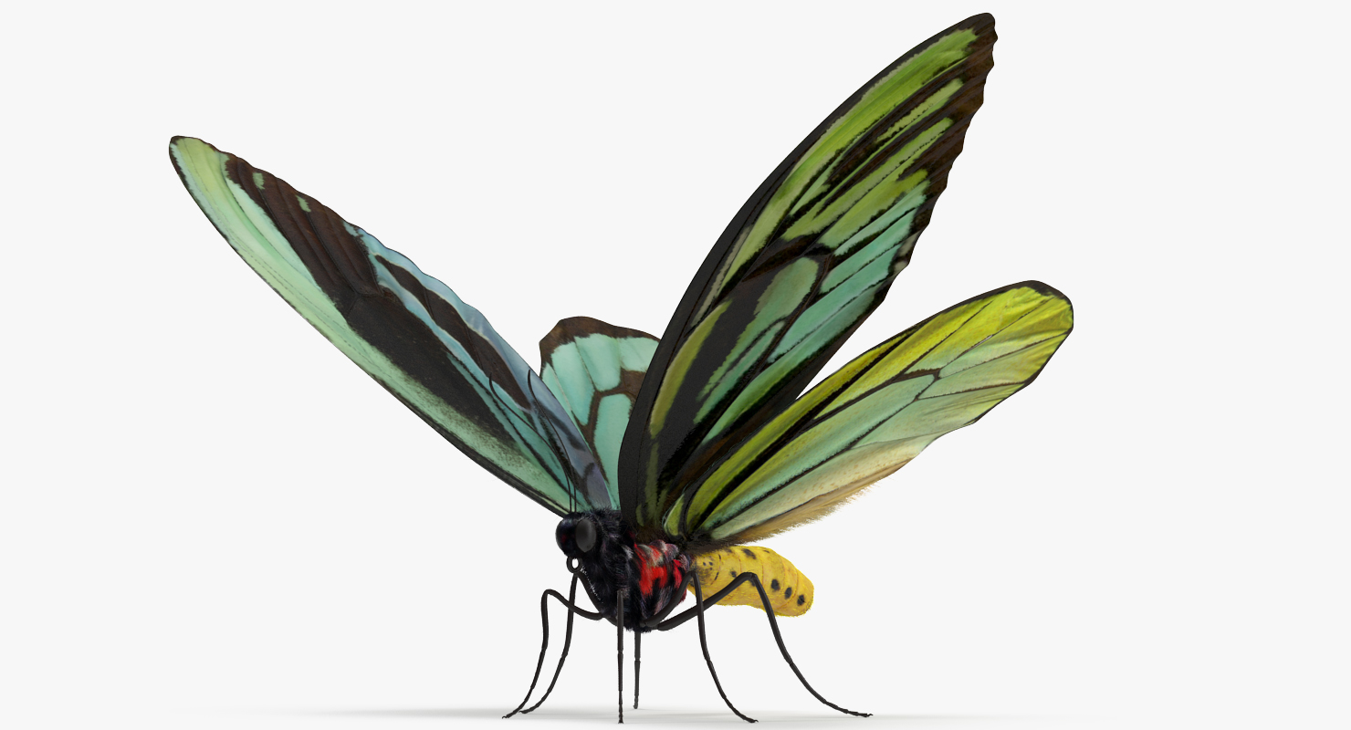 Queen Alexandras Birdwing Butterfly with Fur 3D model