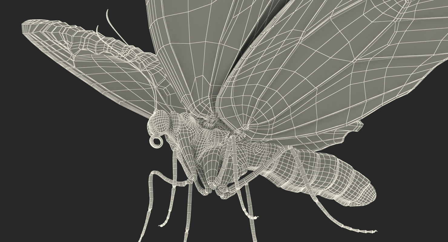 Queen Alexandras Birdwing Butterfly with Fur 3D model