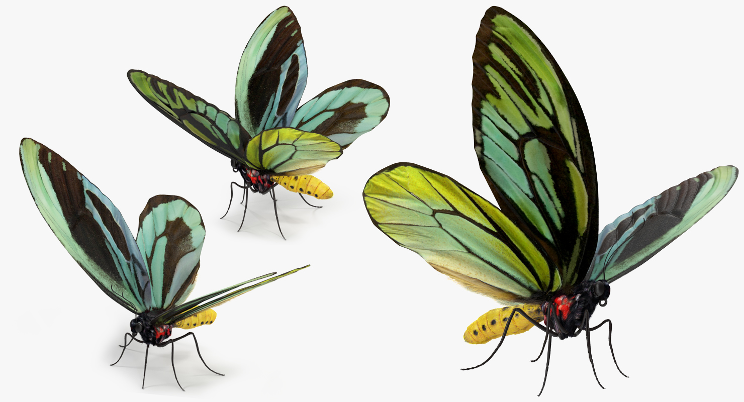 Queen Alexandras Birdwing Butterfly with Fur 3D model