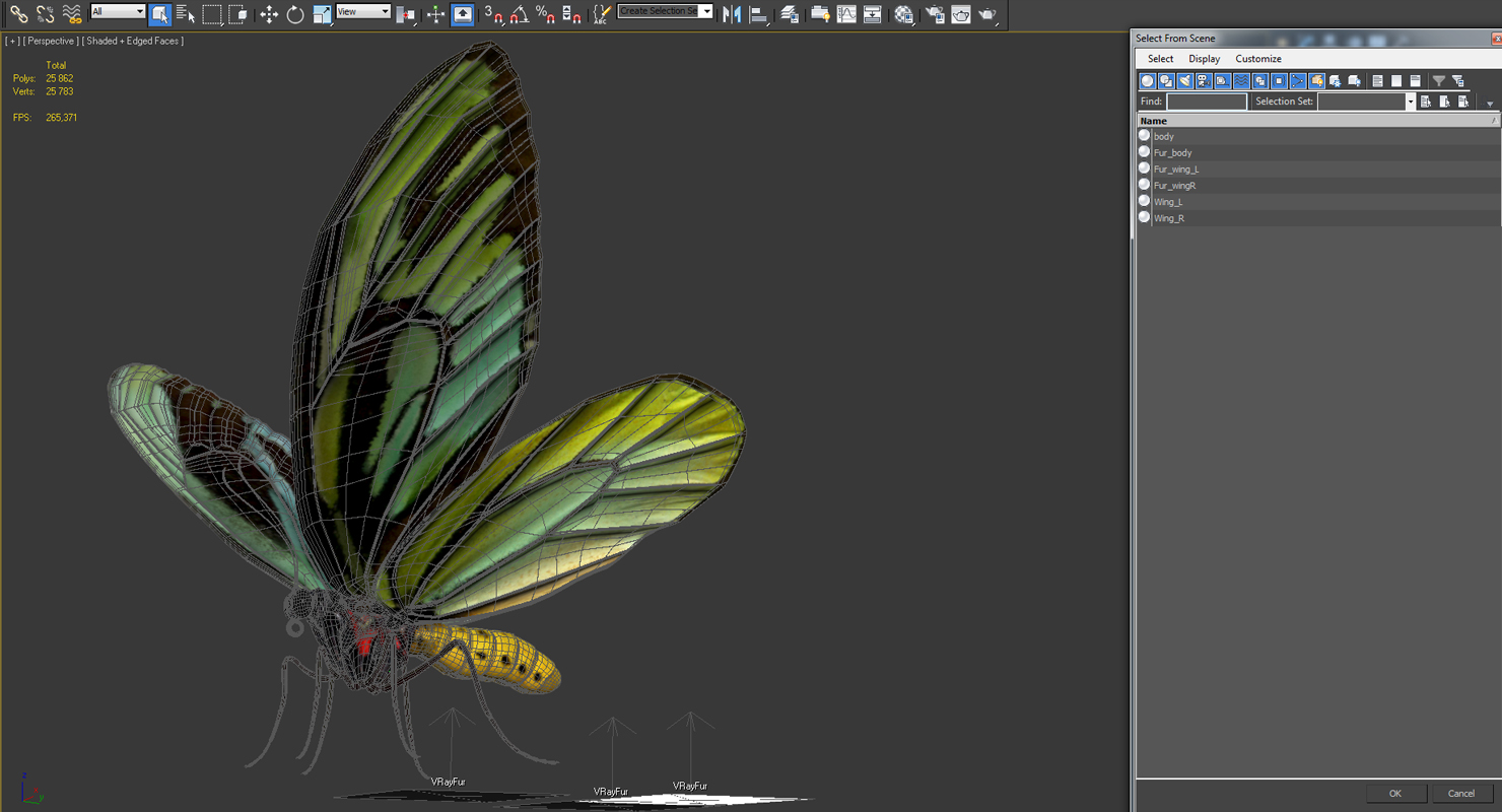 Queen Alexandras Birdwing Butterfly with Fur 3D model