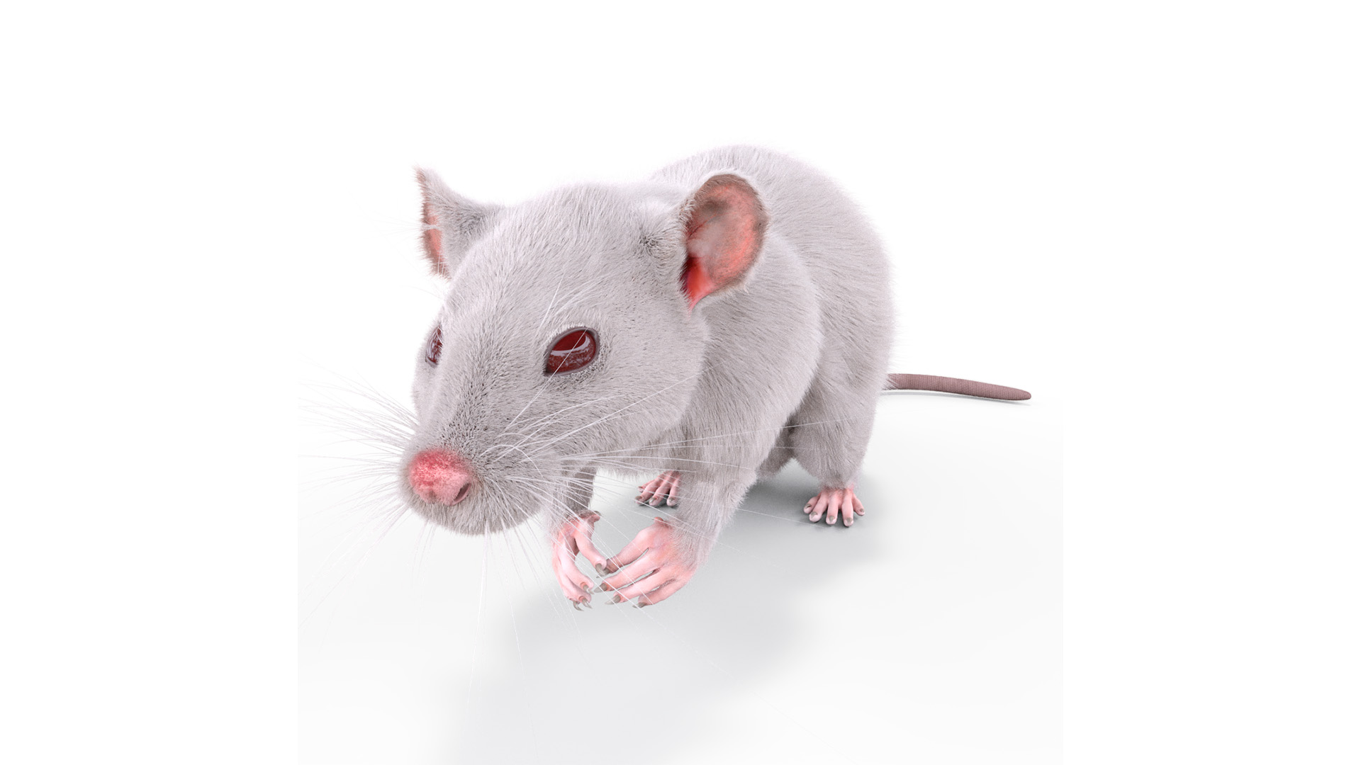 Common Rat with Fur 3D model