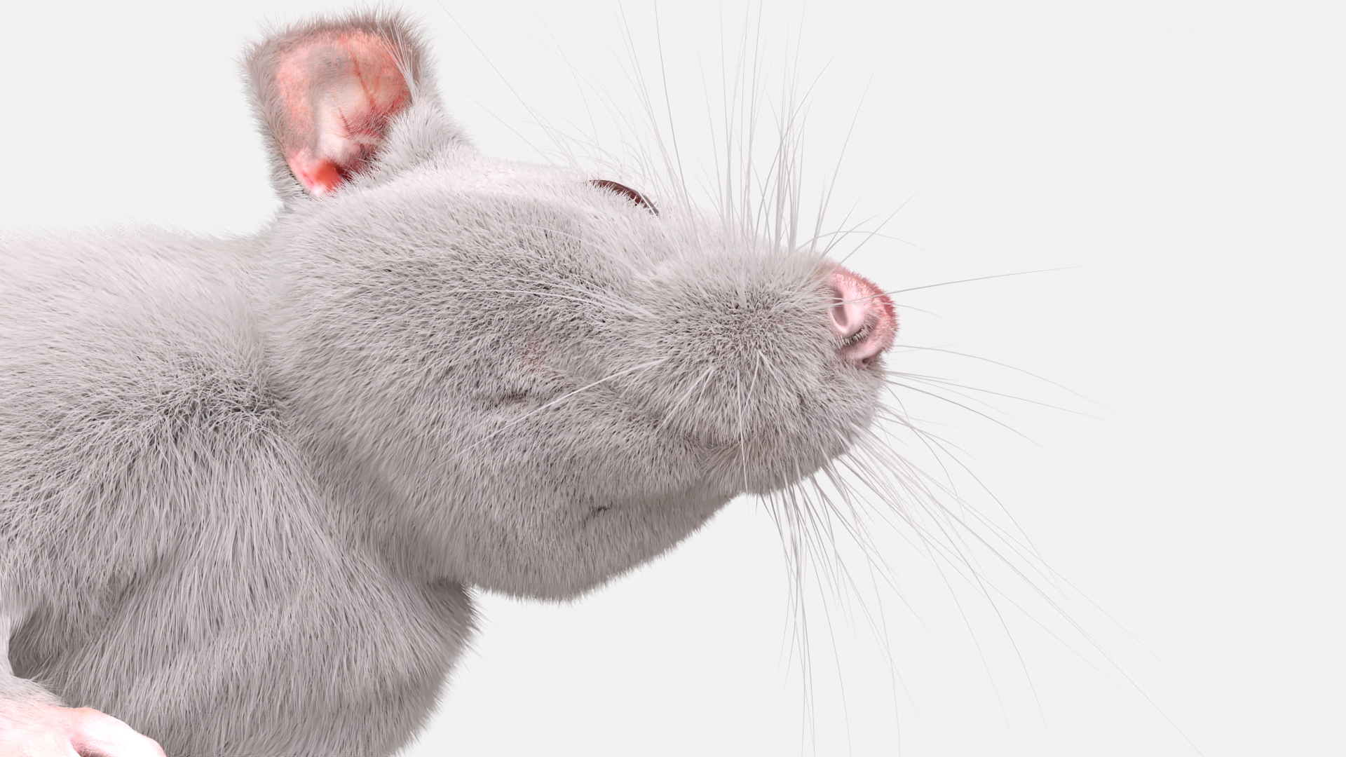 Common Rat with Fur 3D model