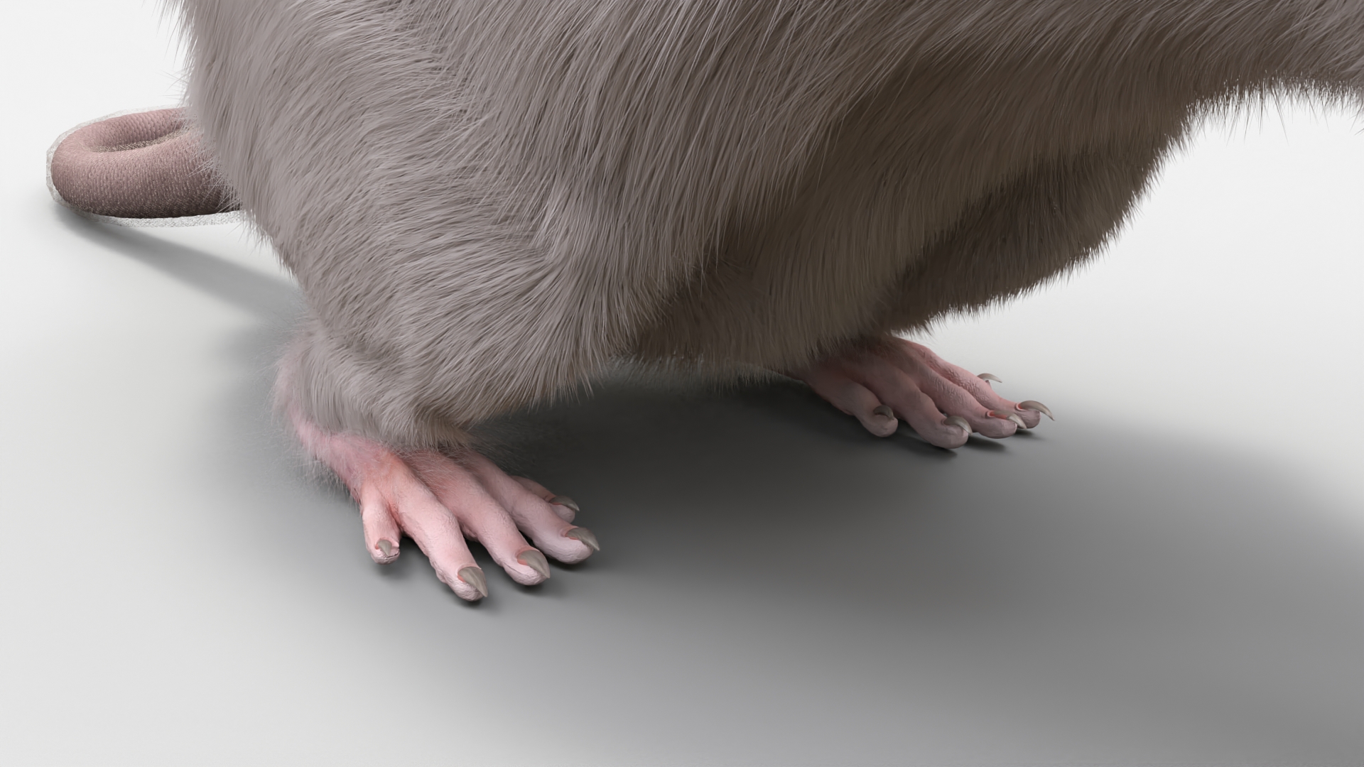Common Rat with Fur 3D model