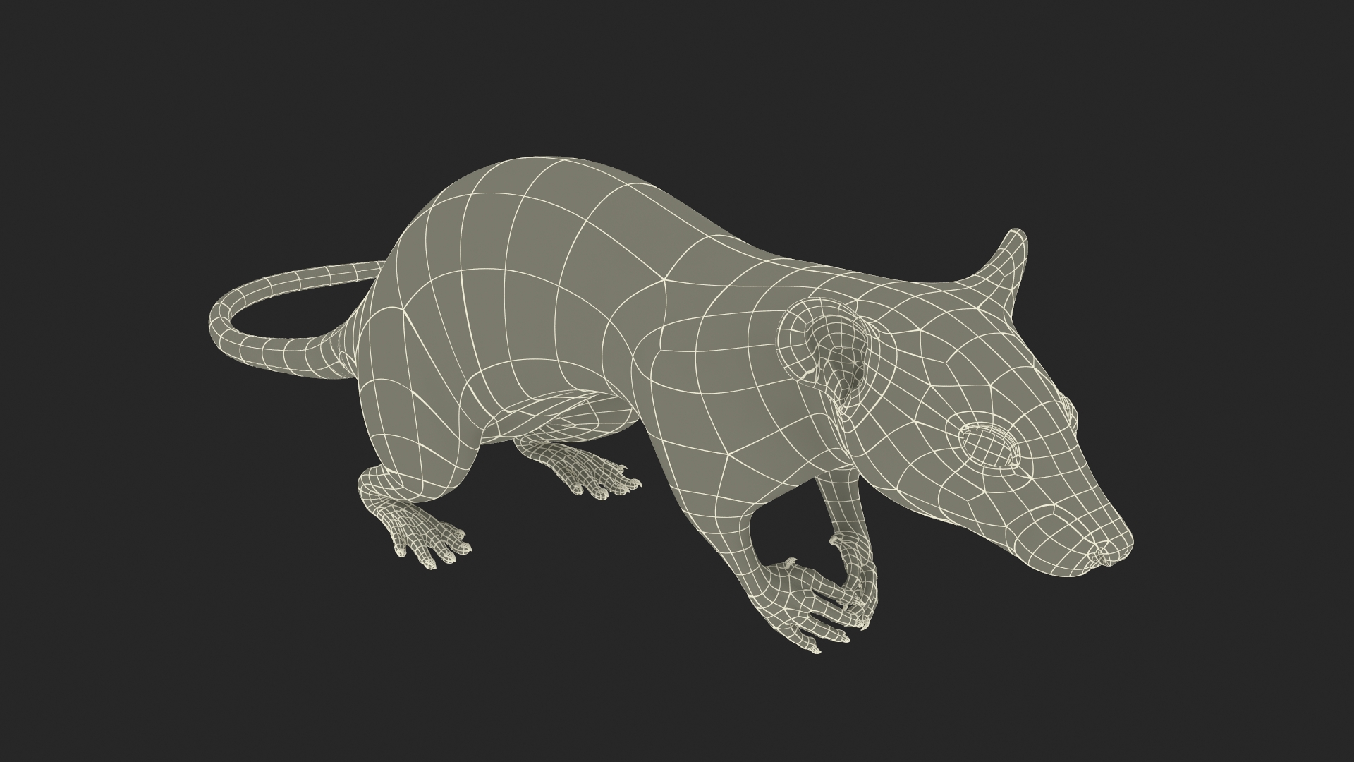 Common Rat with Fur 3D model