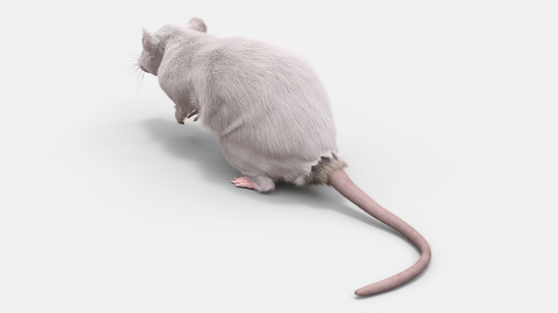 Common Rat with Fur 3D model