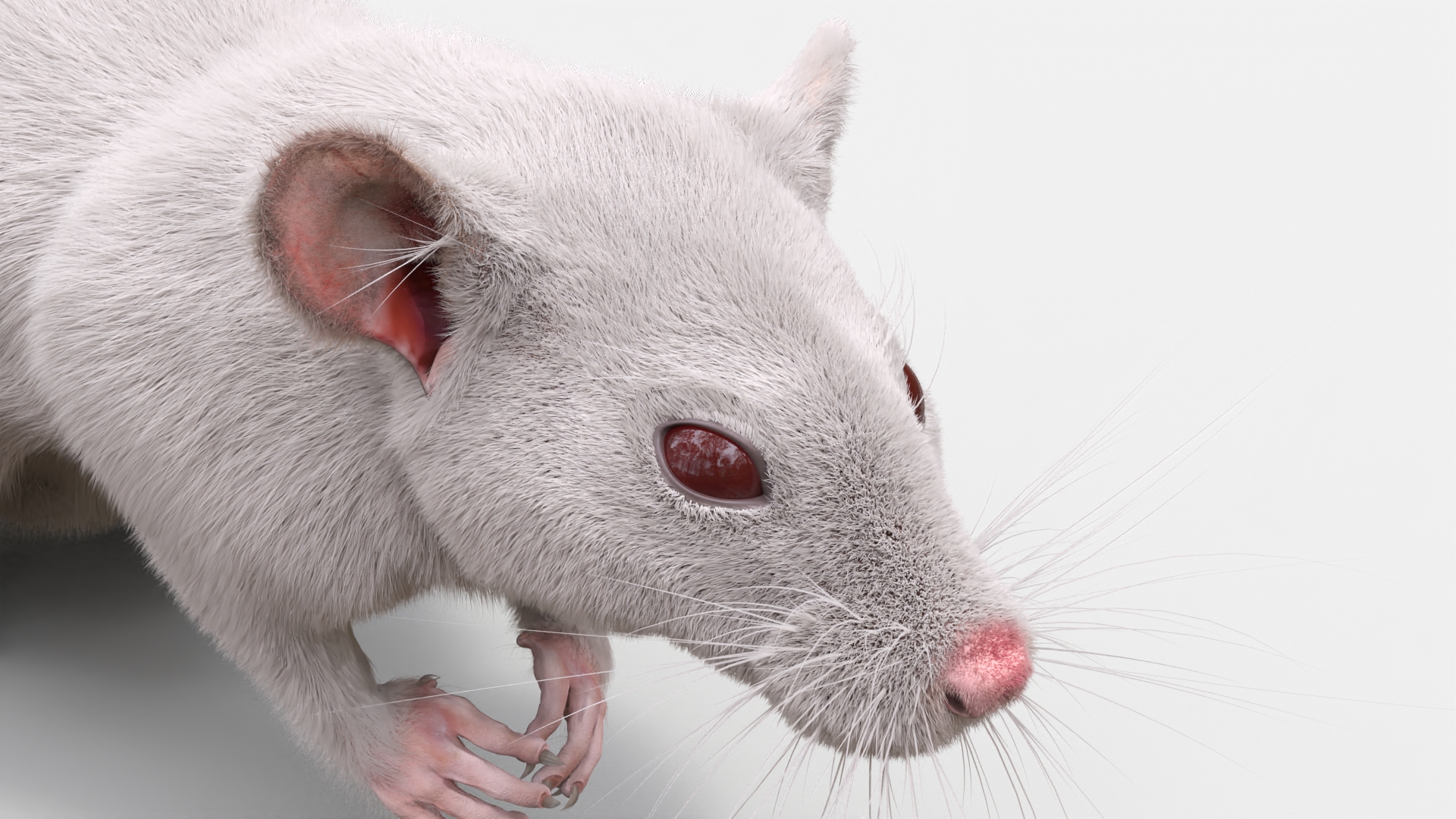 Common Rat with Fur 3D model