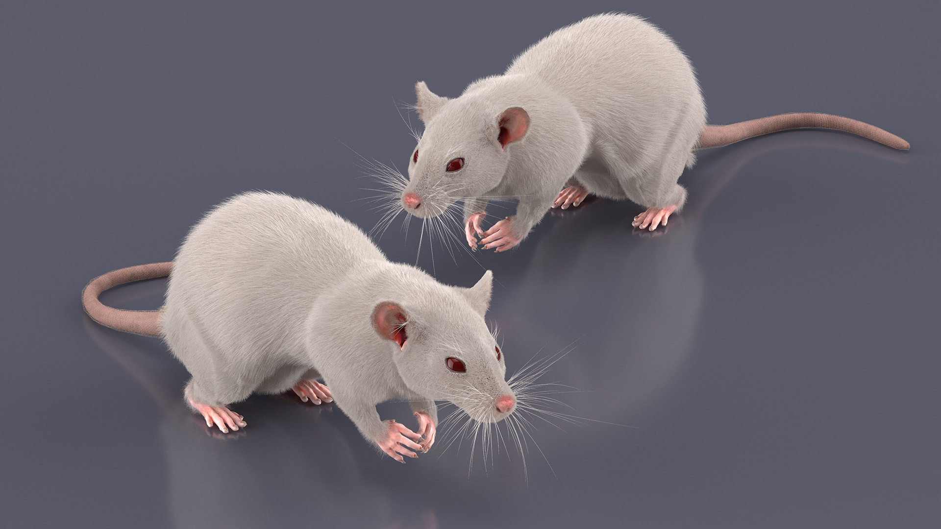 Common Rat with Fur 3D model