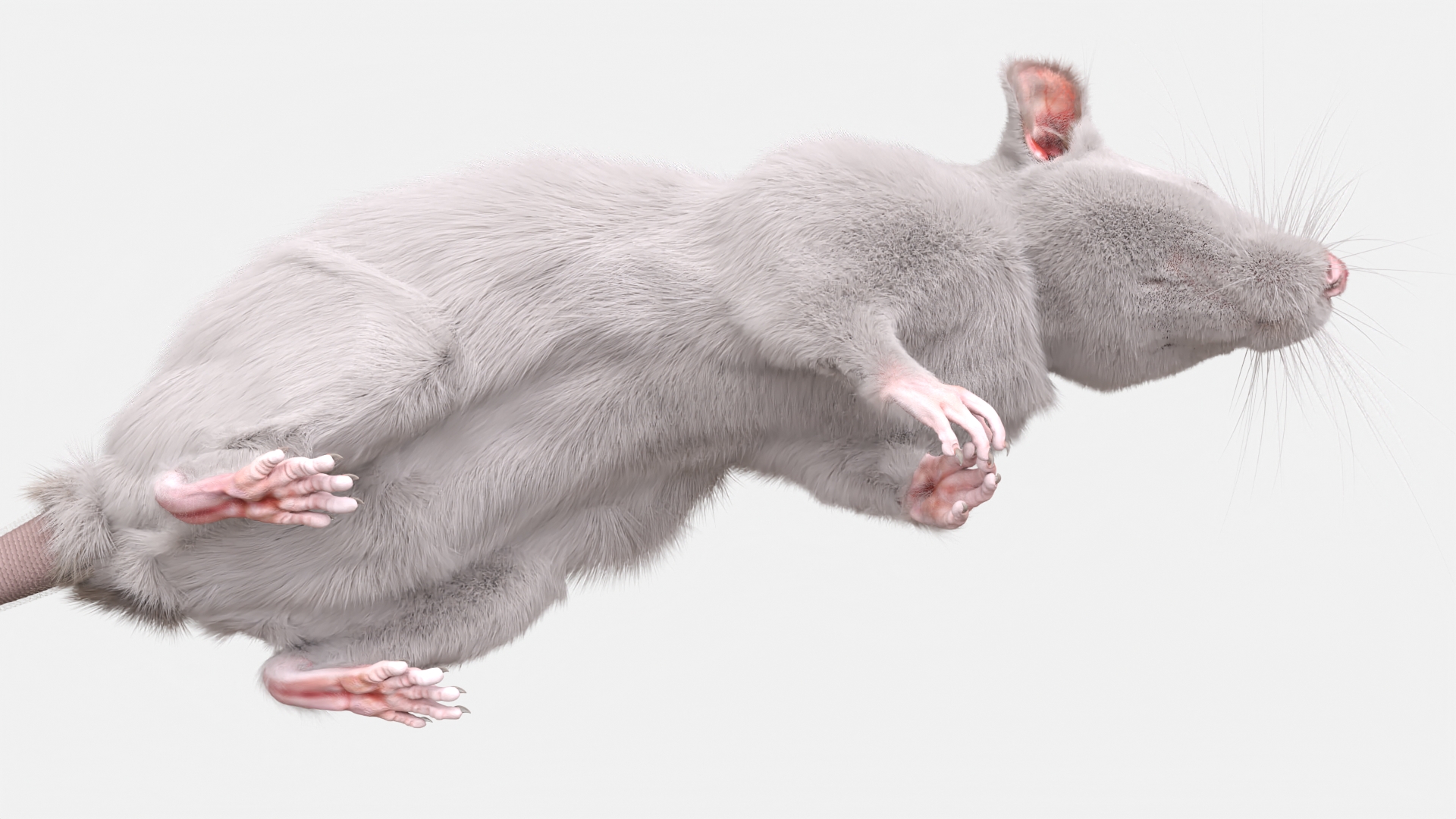 Common Rat with Fur 3D model