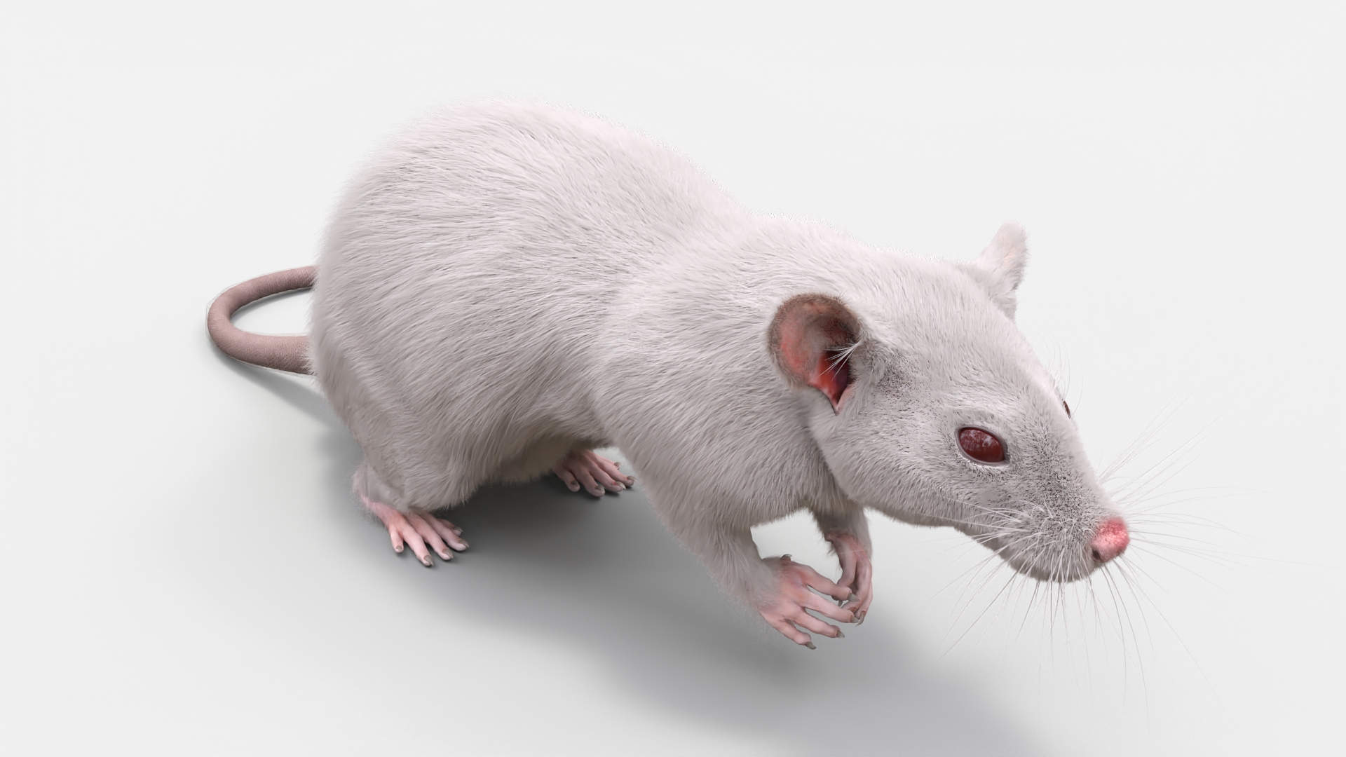 Common Rat with Fur 3D model