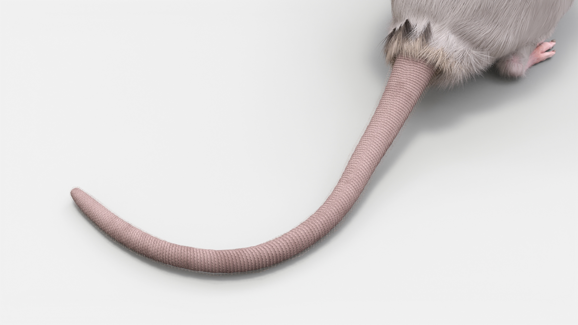Common Rat with Fur 3D model
