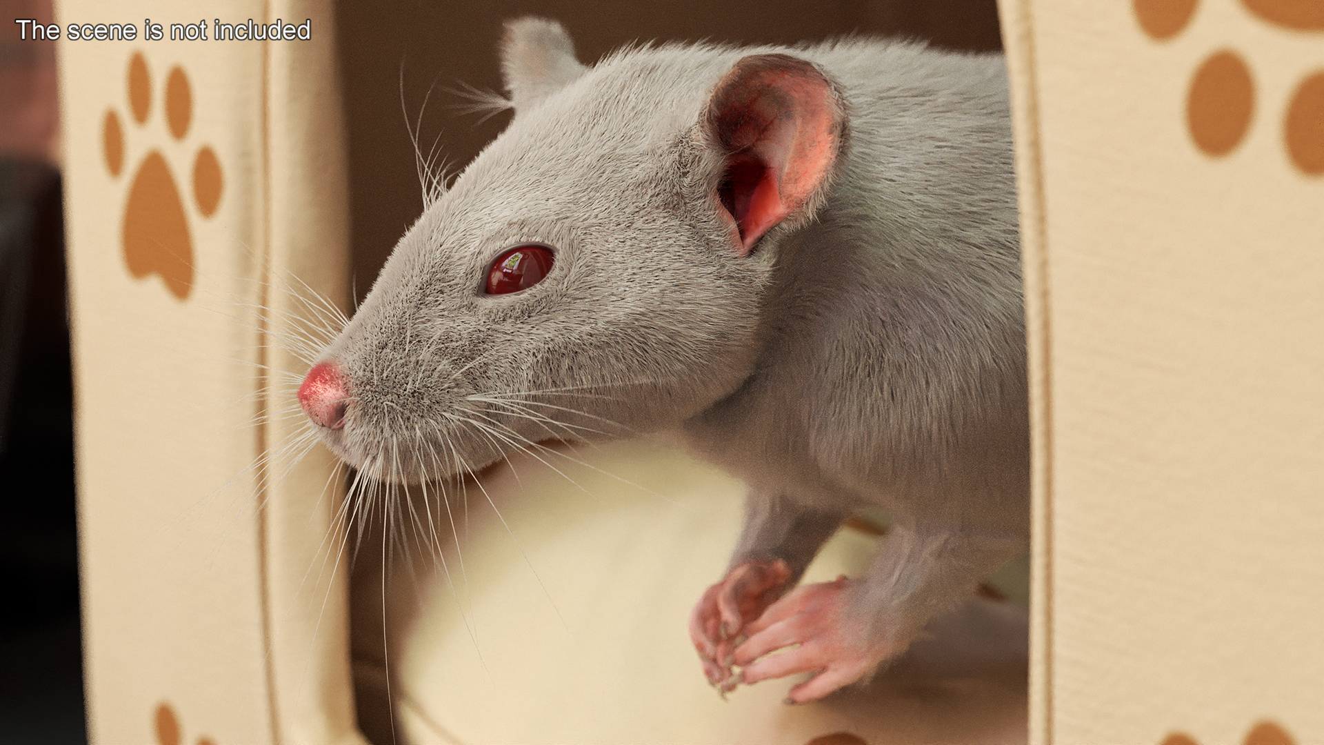 Common Rat with Fur 3D model