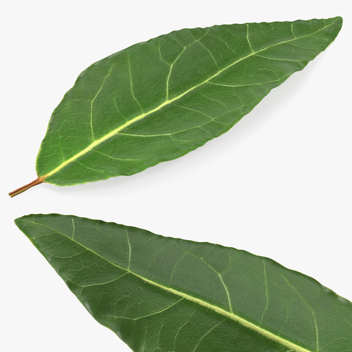 Fresh Laurel Leaves