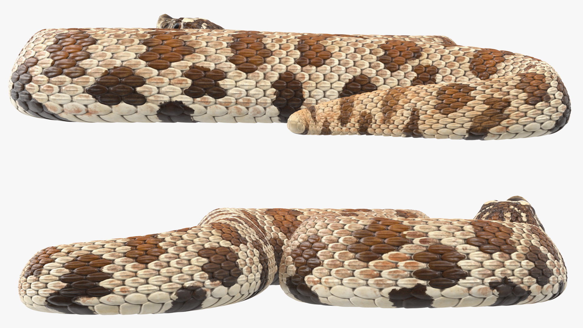 3D Brown Hognose Snake Attack Pose