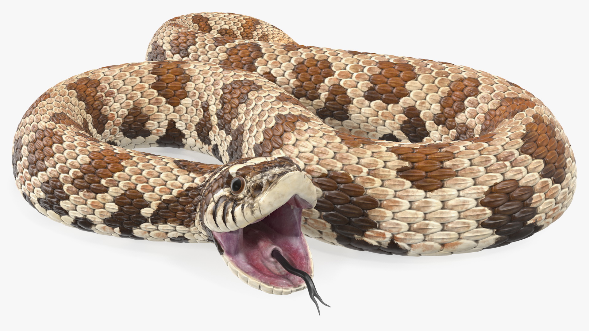3D Brown Hognose Snake Attack Pose