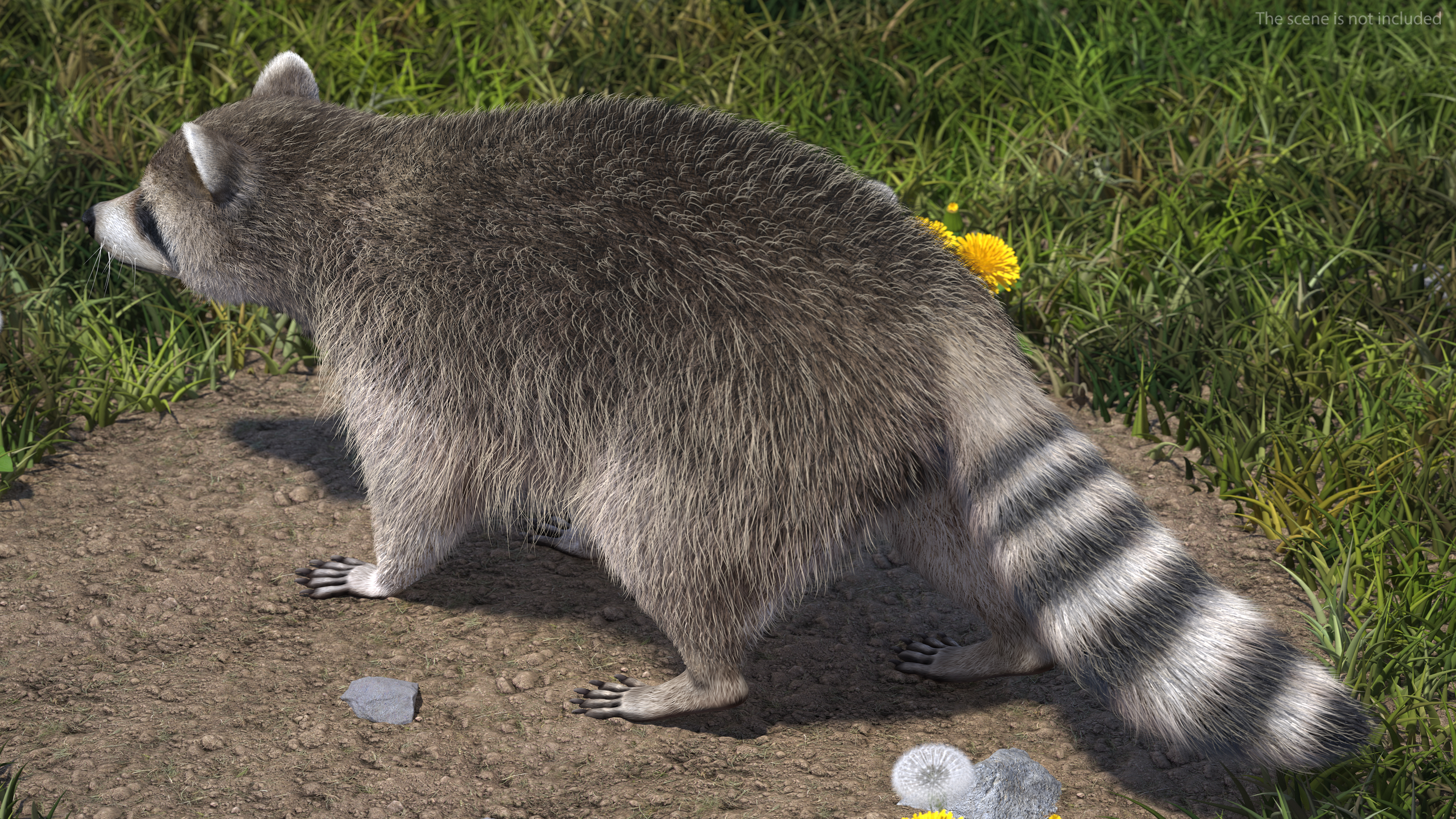 Raccoon Walking Pose Fur 3D model