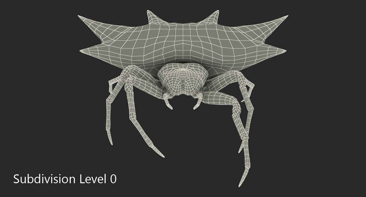 3D Gasteracantha Spider Walking Pose model
