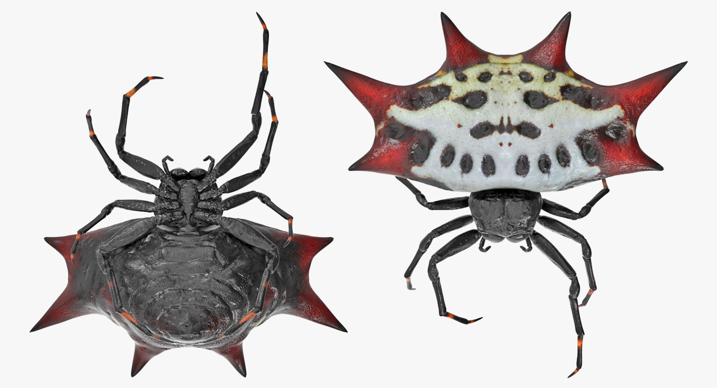 3D Gasteracantha Spider Walking Pose model