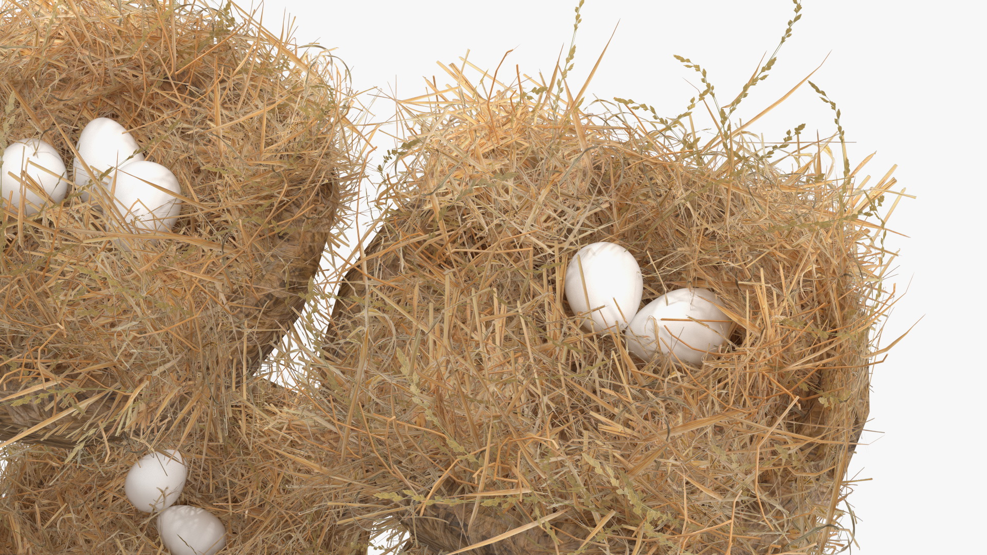 3D 4-Hole Poultry Nest Box With Chicken Eggs