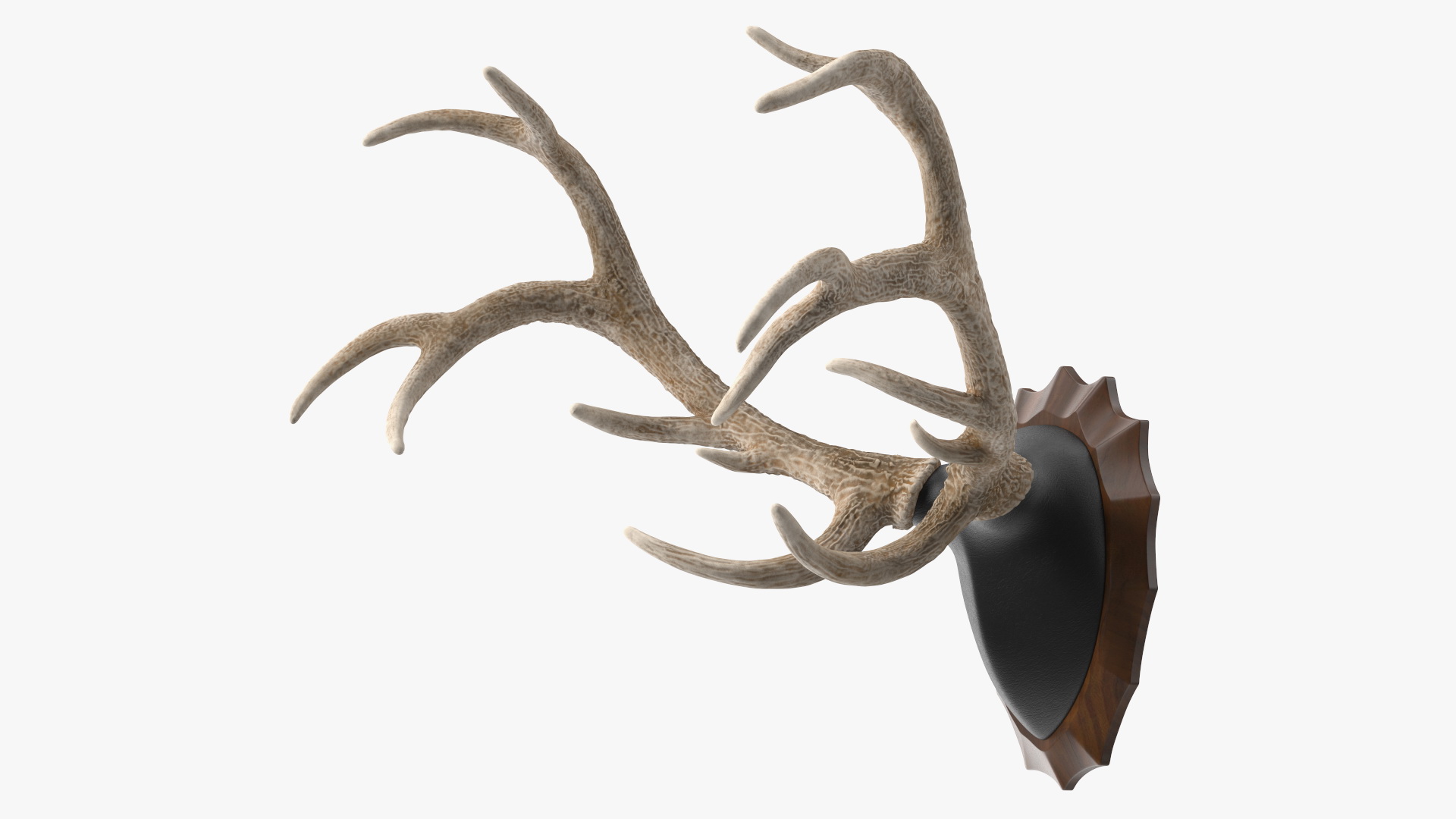 Red Deer Stag Antlers on a Wall Mount 3D
