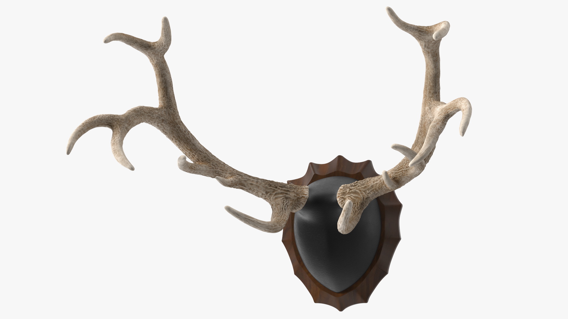 Red Deer Stag Antlers on a Wall Mount 3D