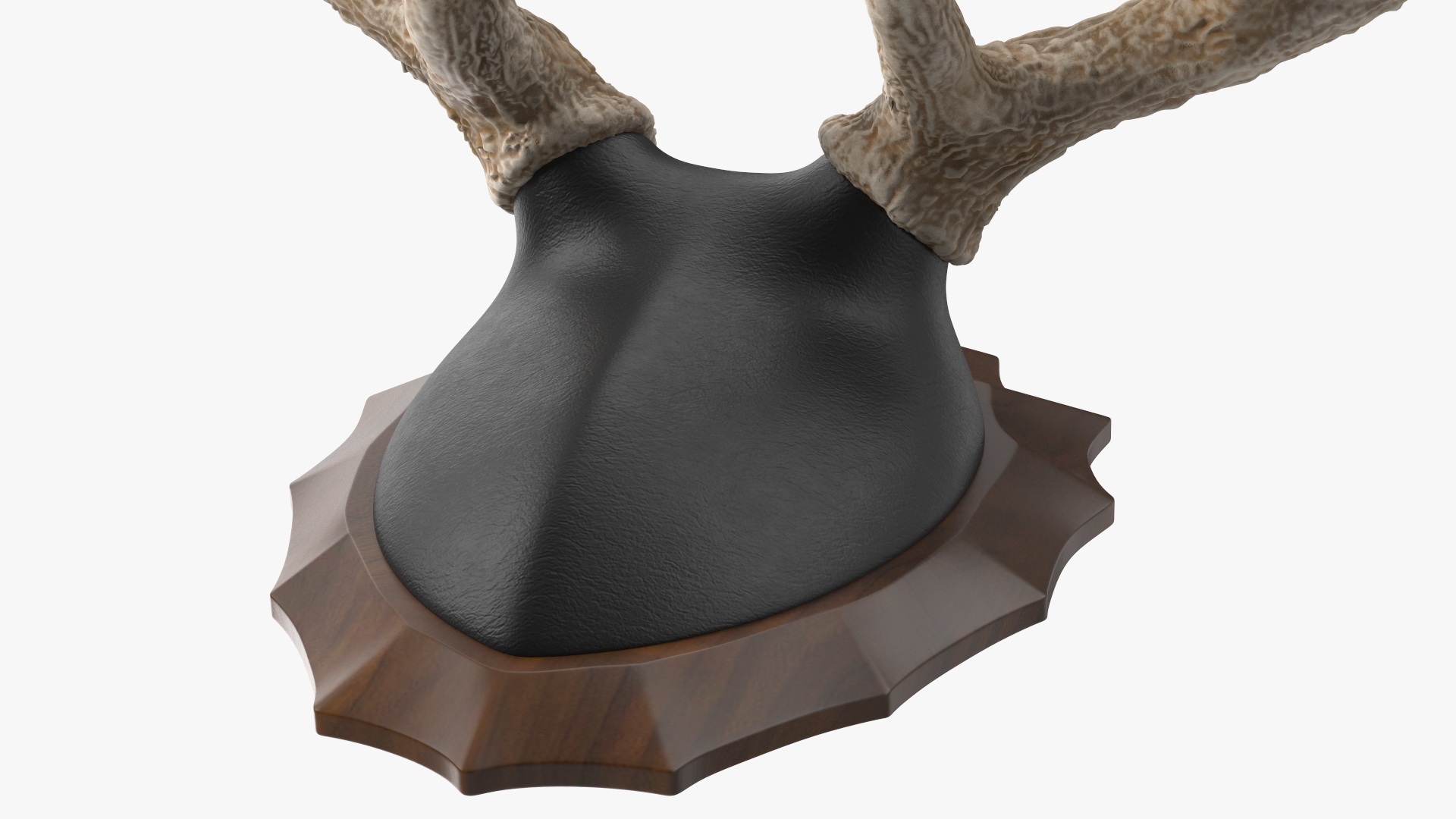 Red Deer Stag Antlers on a Wall Mount 3D
