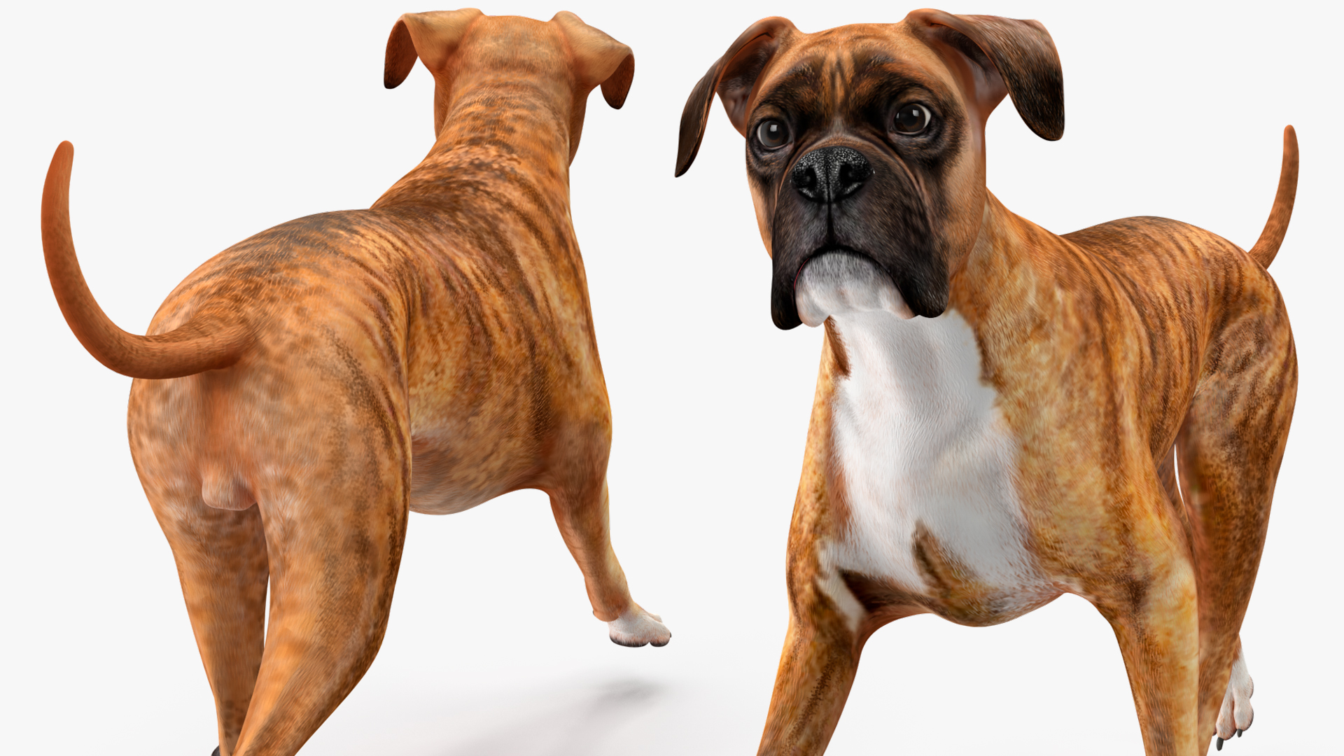 3D Running Dog Boxer Tiger Colored