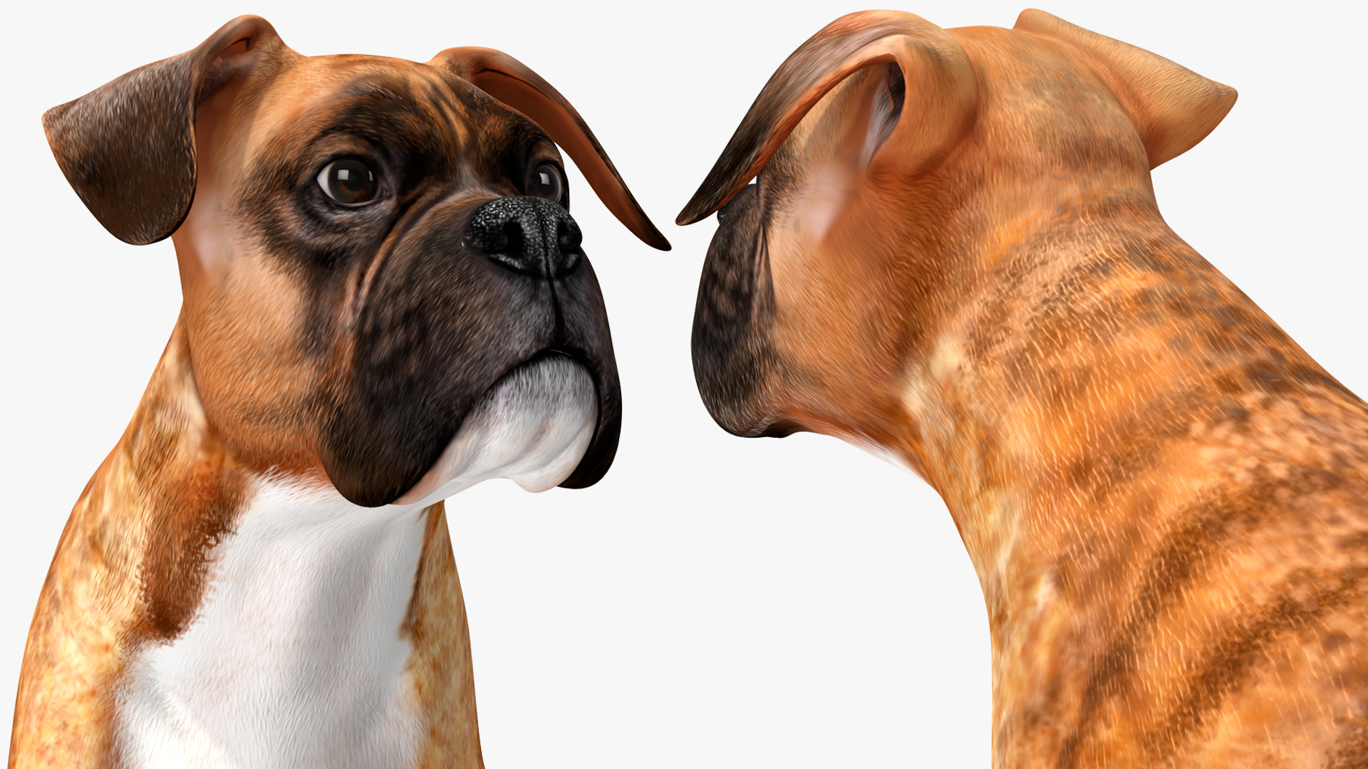 3D Running Dog Boxer Tiger Colored