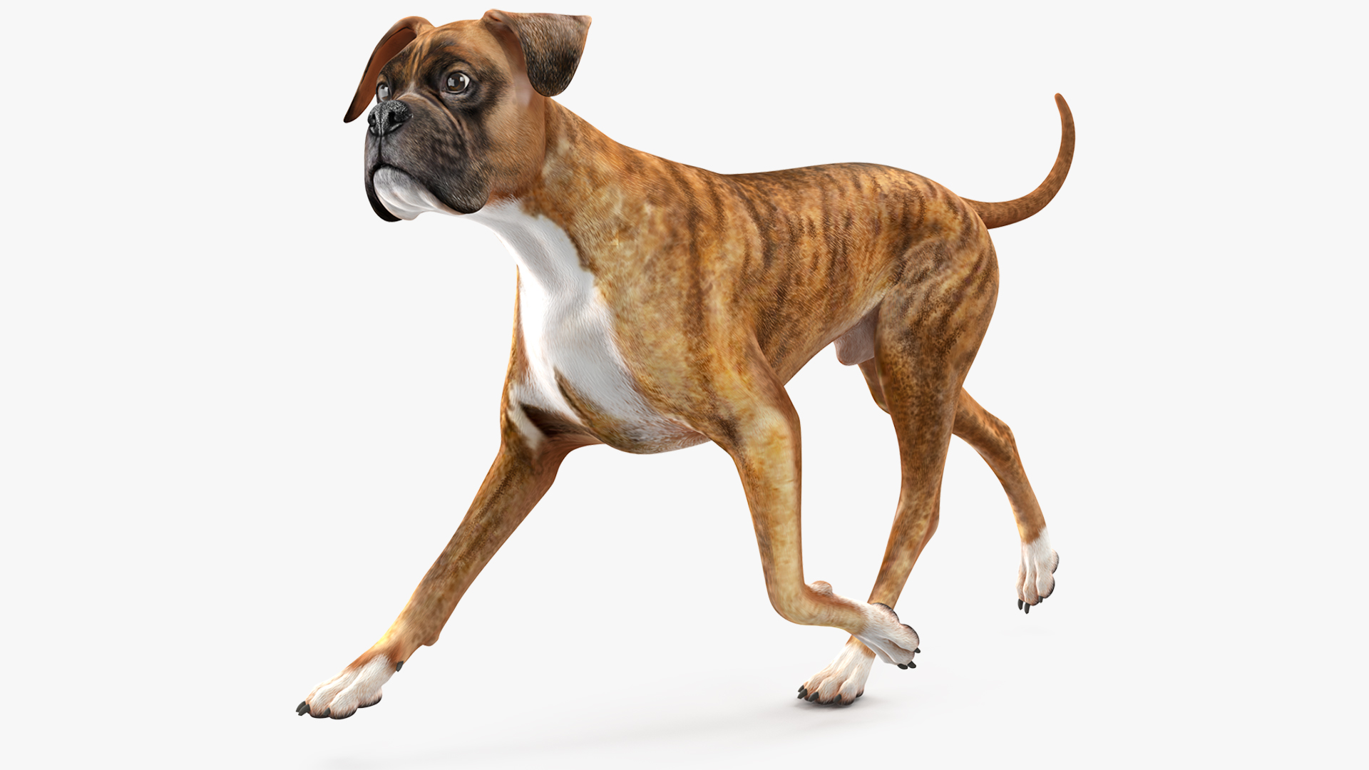 3D Running Dog Boxer Tiger Colored