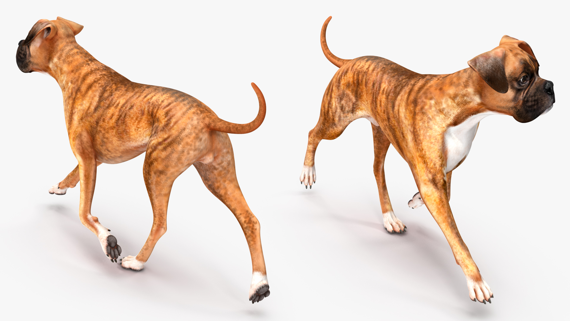 3D Running Dog Boxer Tiger Colored