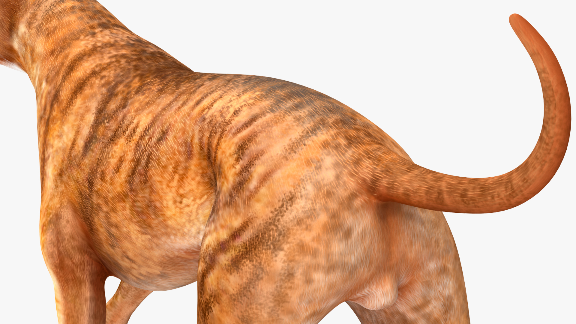 3D Running Dog Boxer Tiger Colored