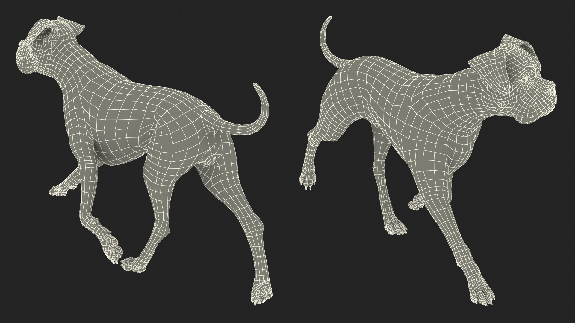 3D Running Dog Boxer Tiger Colored