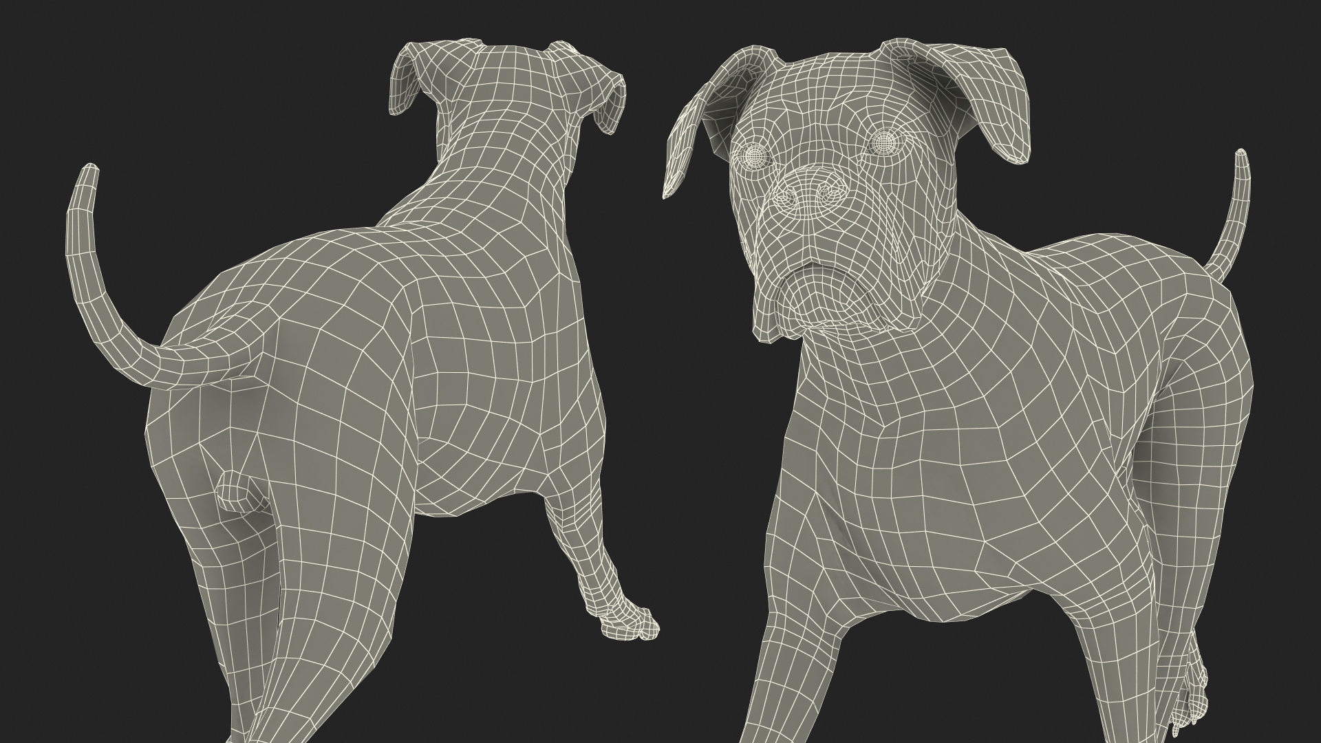 3D Running Dog Boxer Tiger Colored