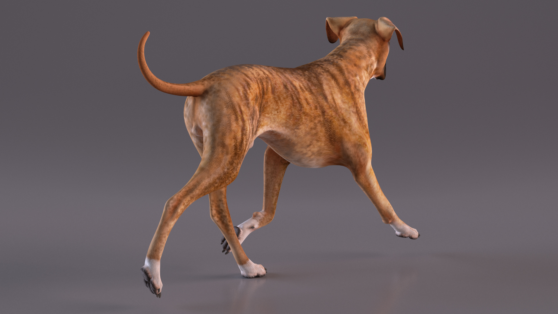3D Running Dog Boxer Tiger Colored