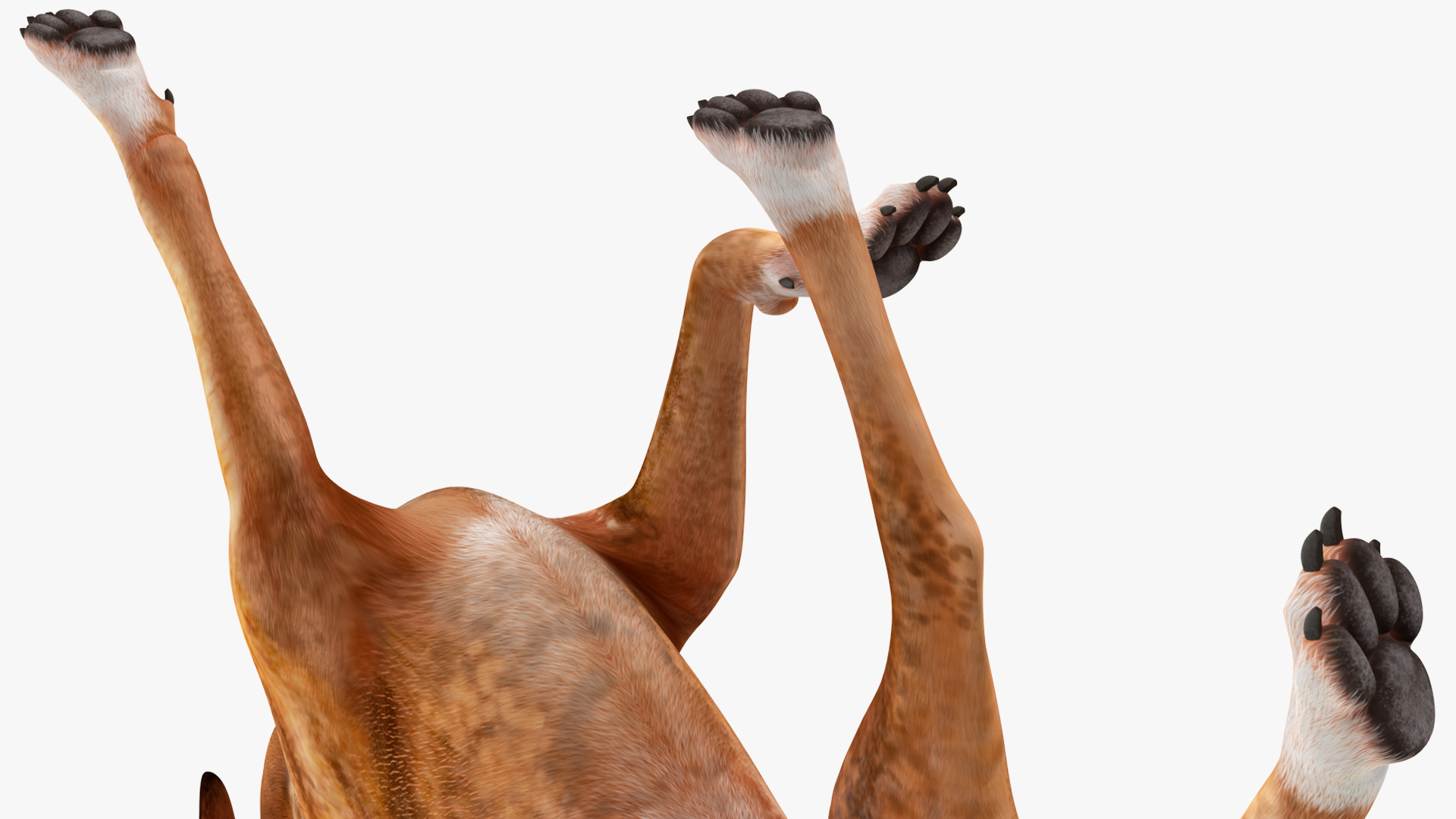 3D Running Dog Boxer Tiger Colored