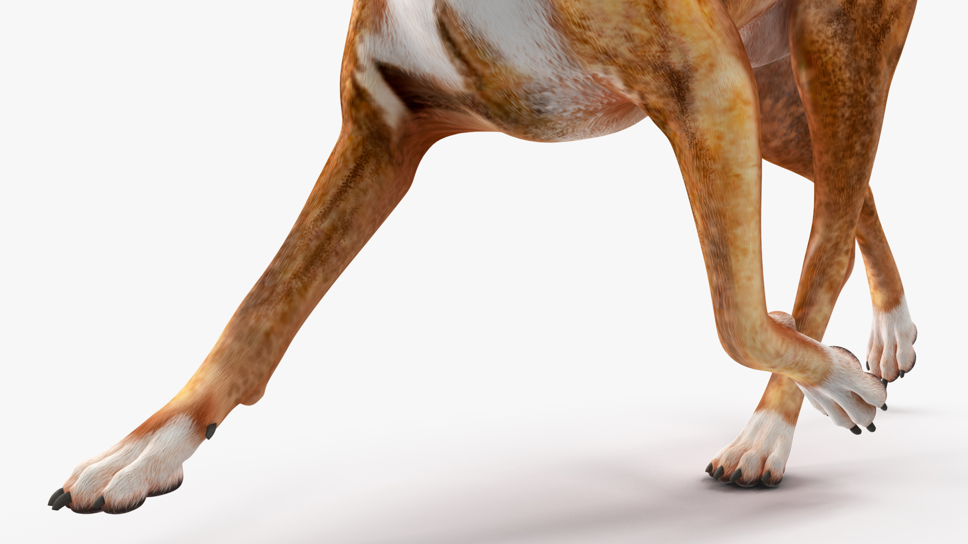 3D Running Dog Boxer Tiger Colored