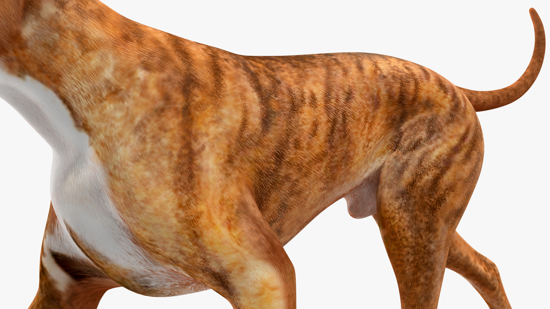 3D Running Dog Boxer Tiger Colored