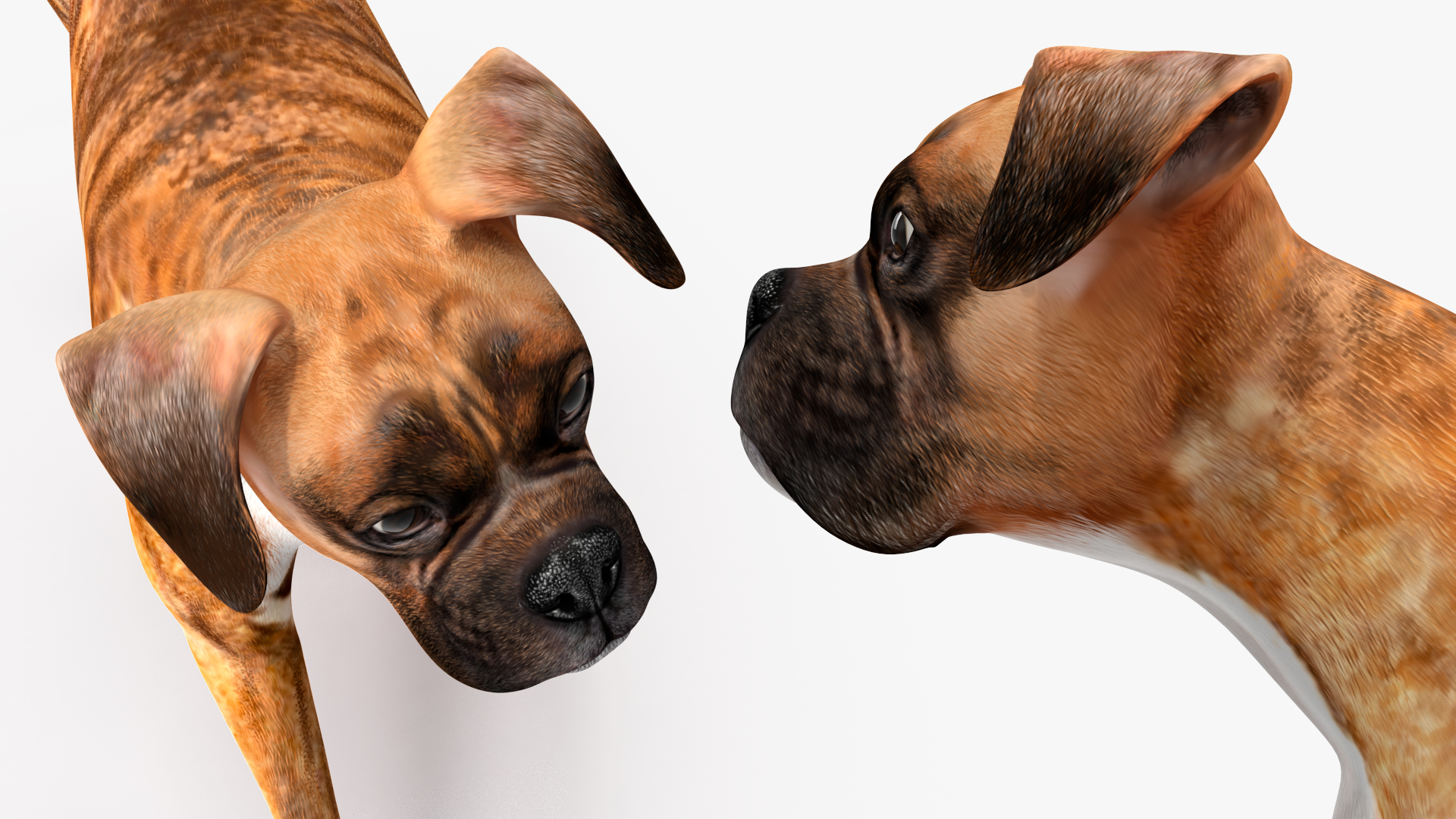 3D Running Dog Boxer Tiger Colored