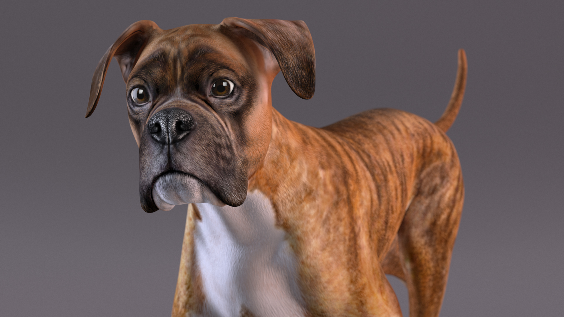 3D Running Dog Boxer Tiger Colored
