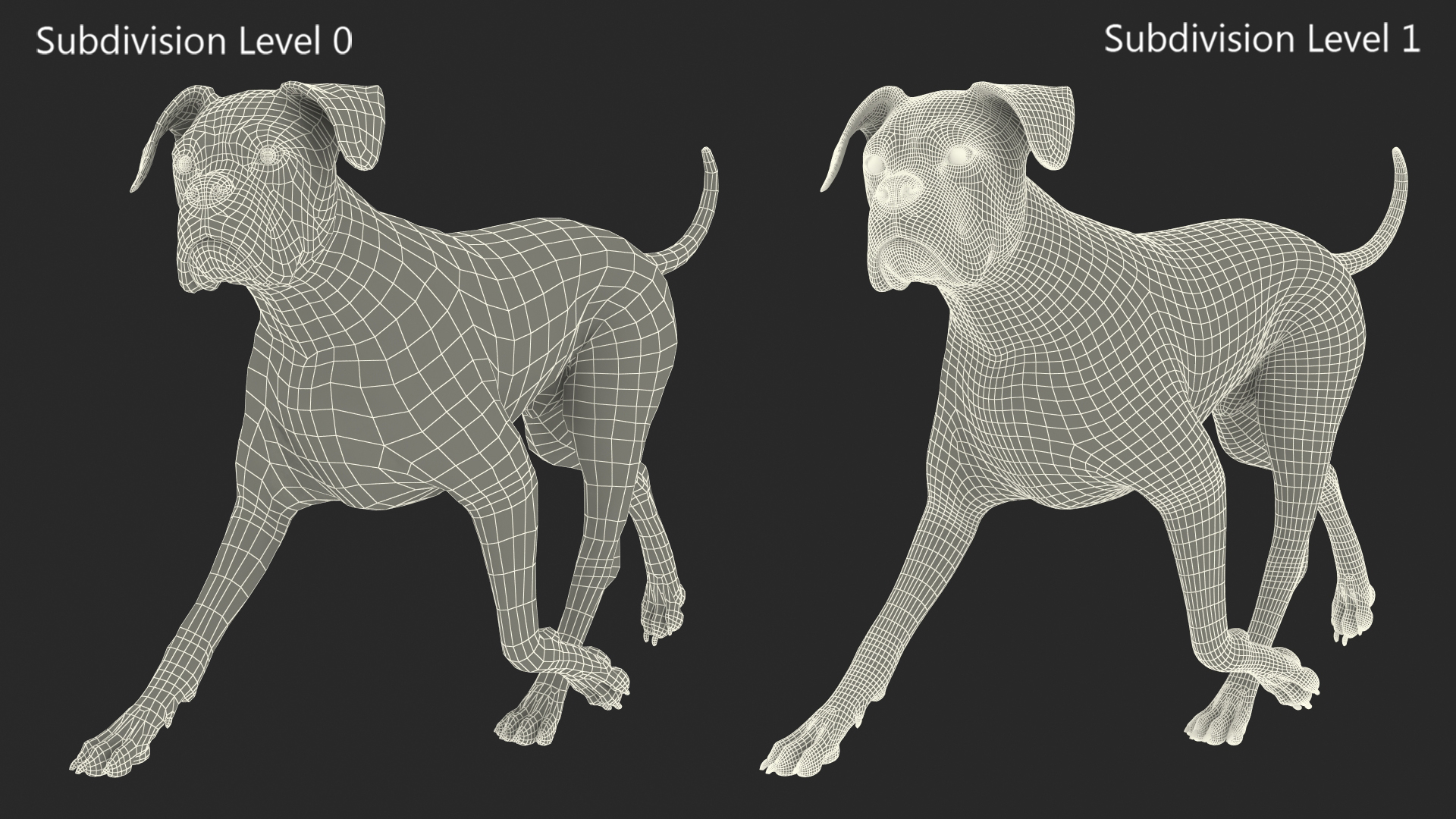 3D Running Dog Boxer Tiger Colored