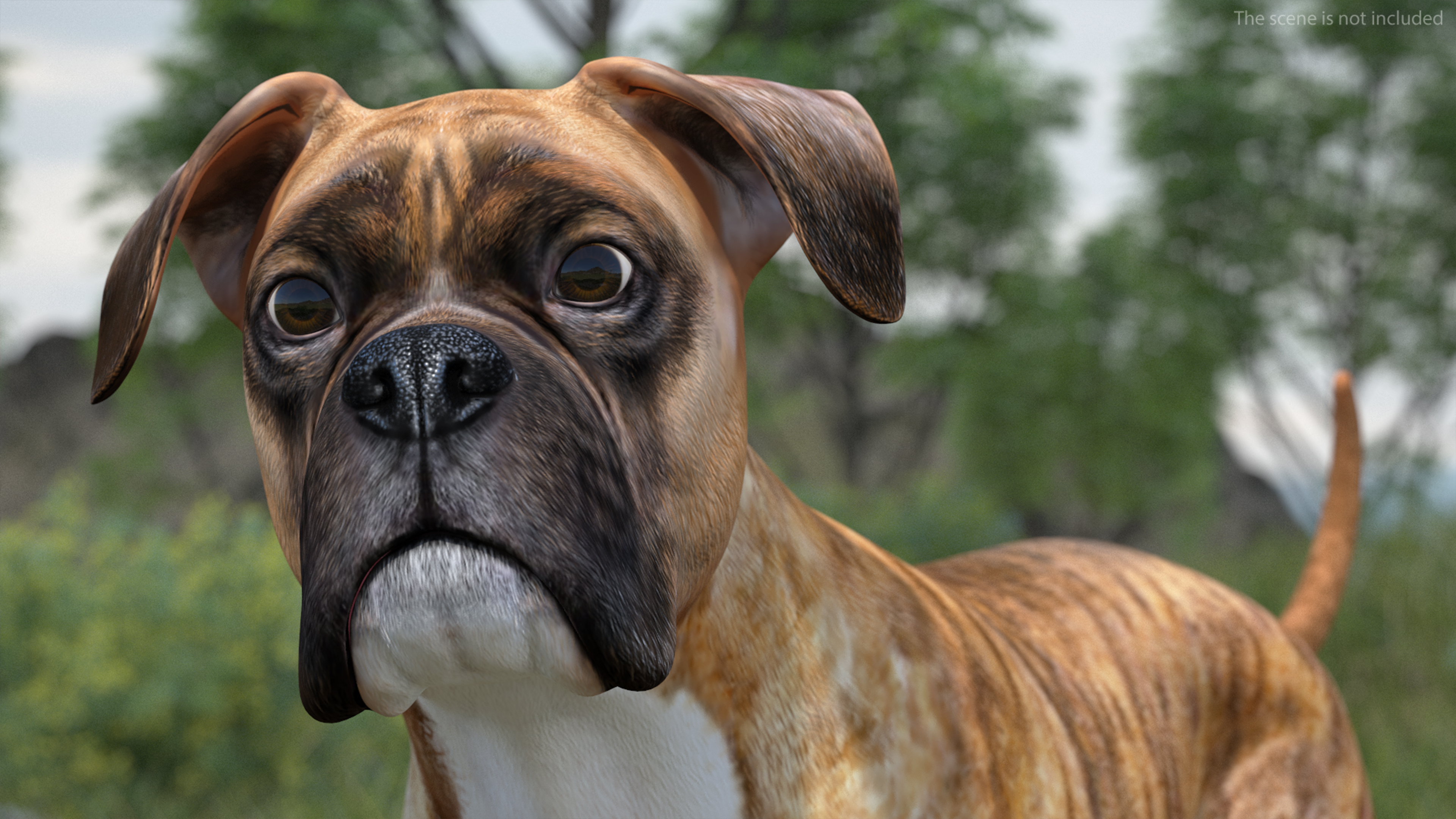 3D Running Dog Boxer Tiger Colored