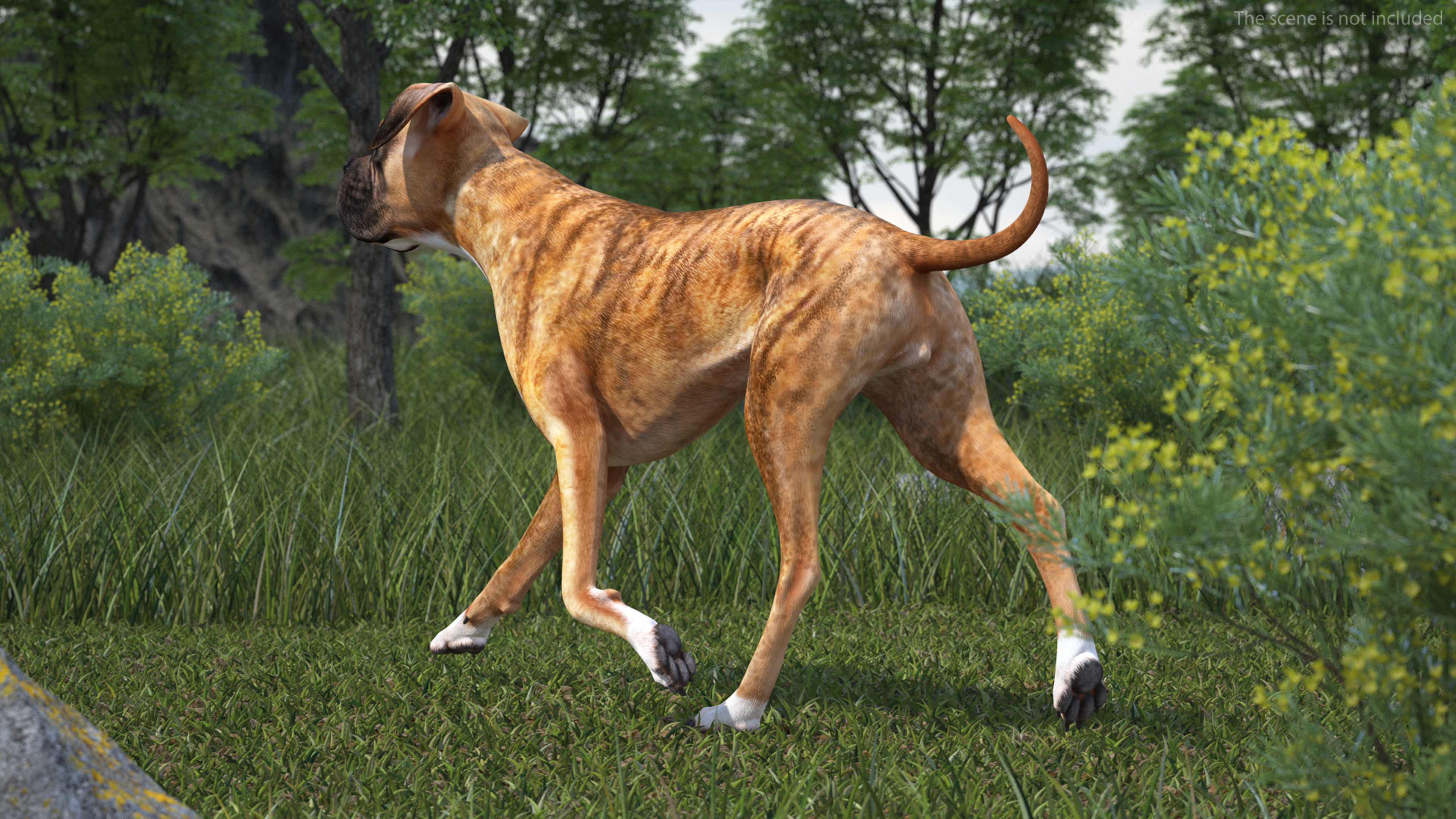 3D Running Dog Boxer Tiger Colored