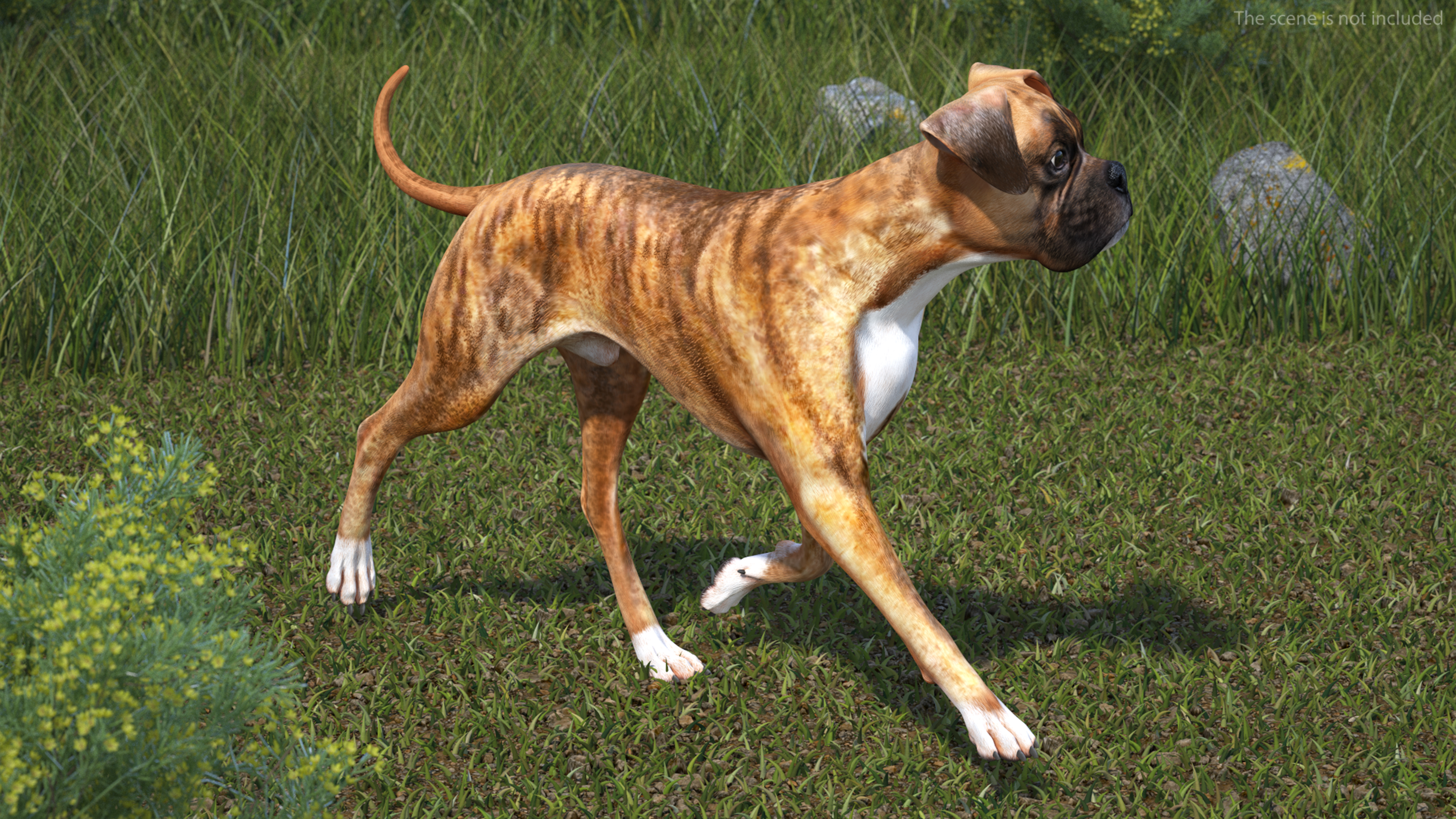 3D Running Dog Boxer Tiger Colored