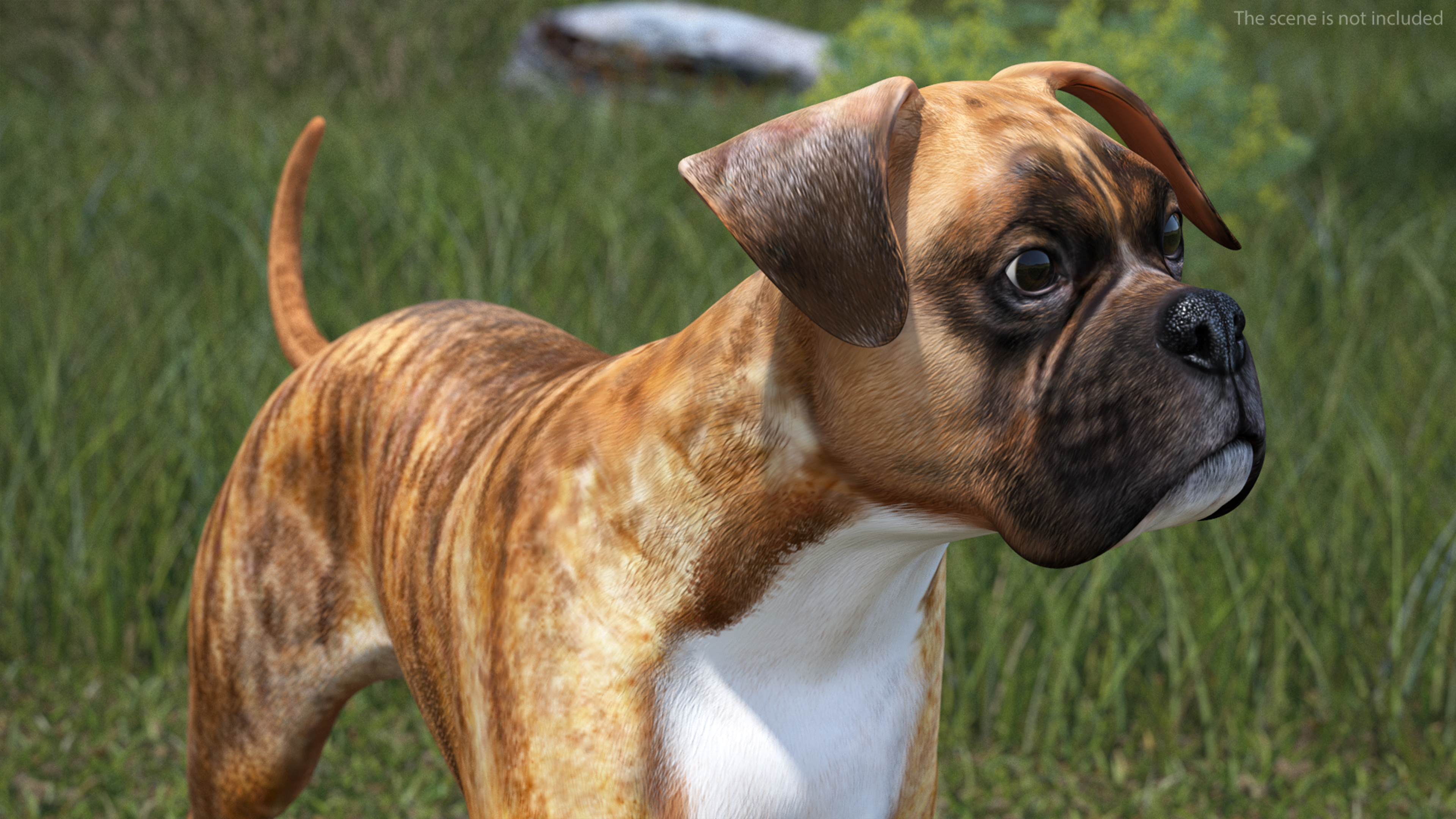 3D Running Dog Boxer Tiger Colored