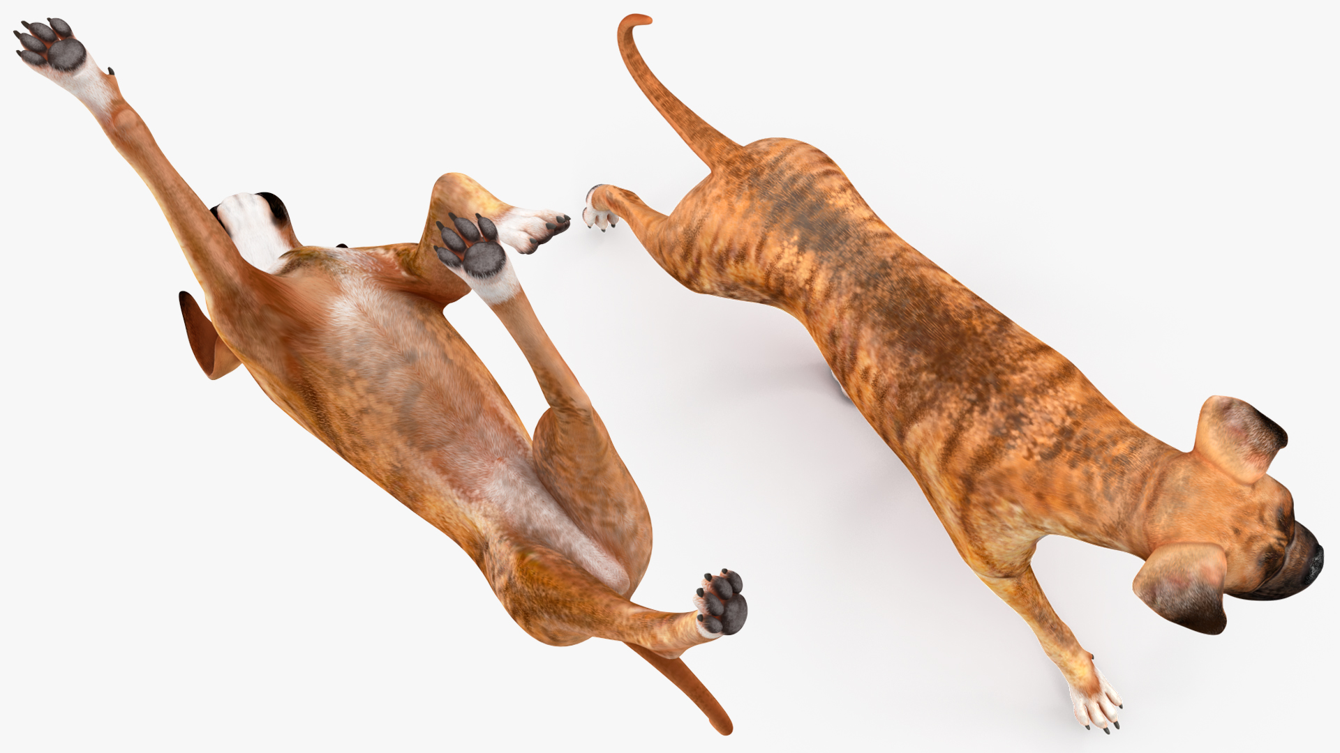 3D Running Dog Boxer Tiger Colored