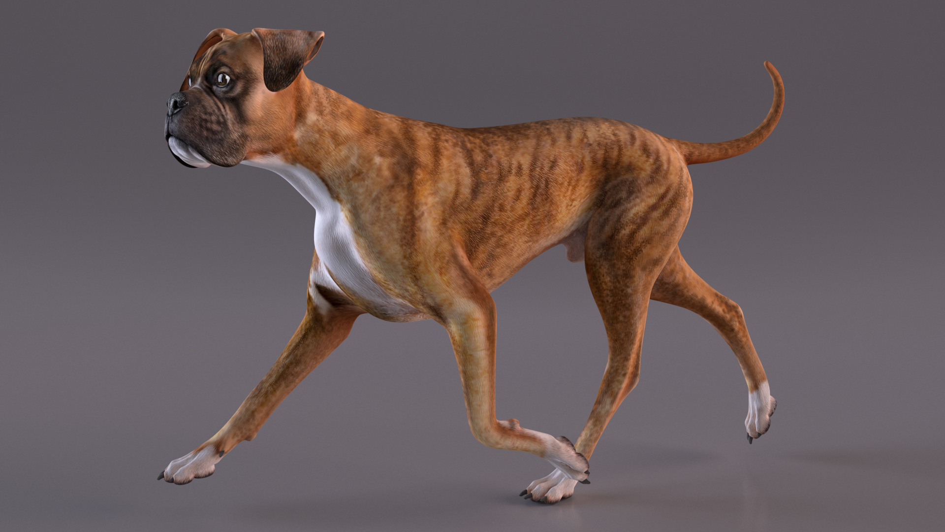 3D Running Dog Boxer Tiger Colored