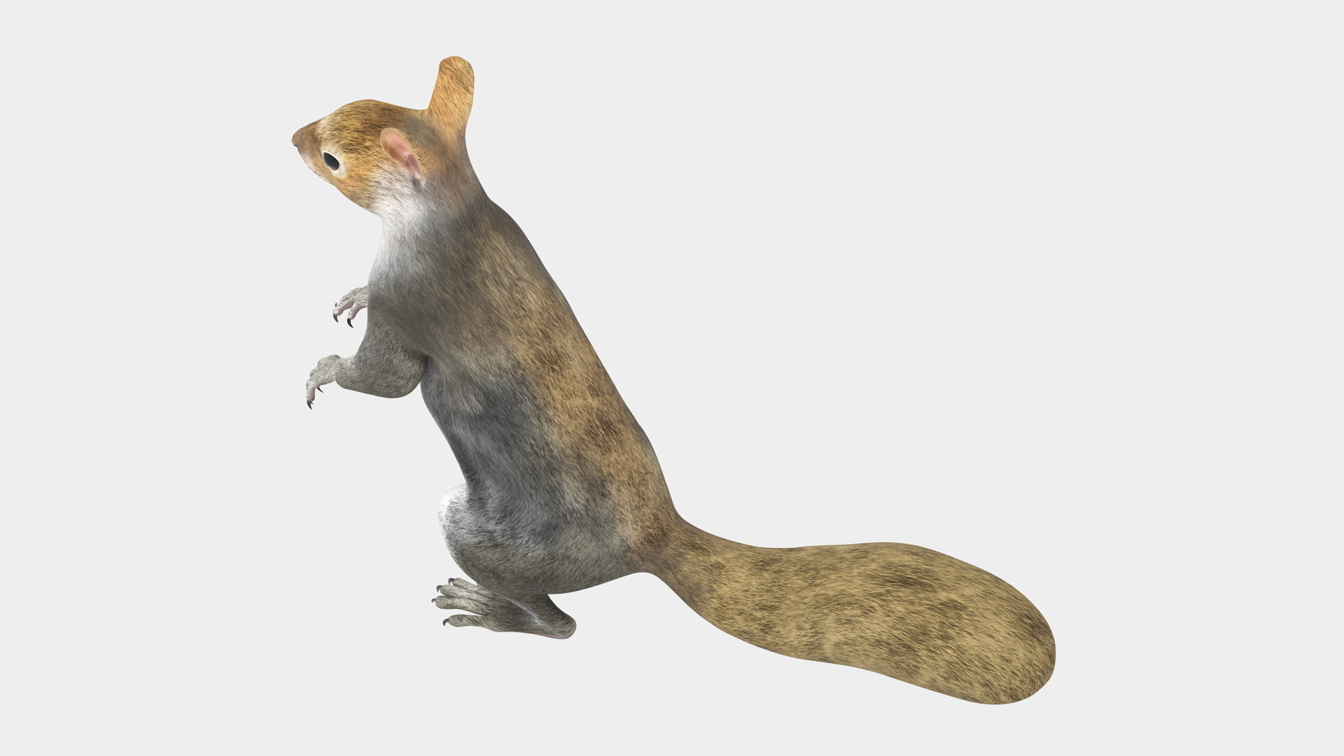 3D model Gray Squirrel in Standing Pose