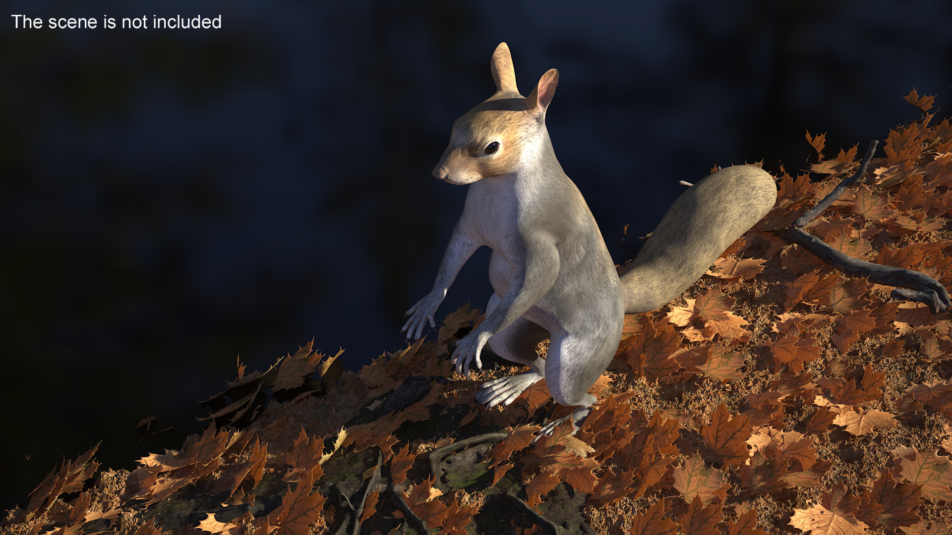 3D model Gray Squirrel in Standing Pose